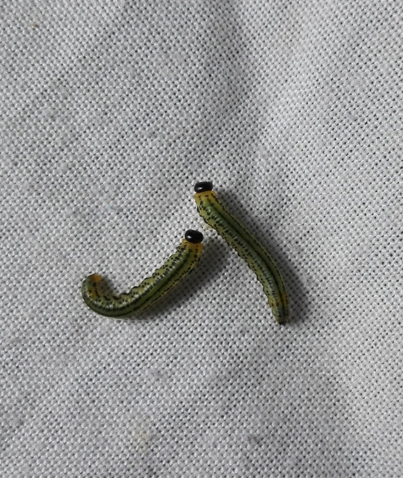#159 Lesser Willow Sawfly larvae
