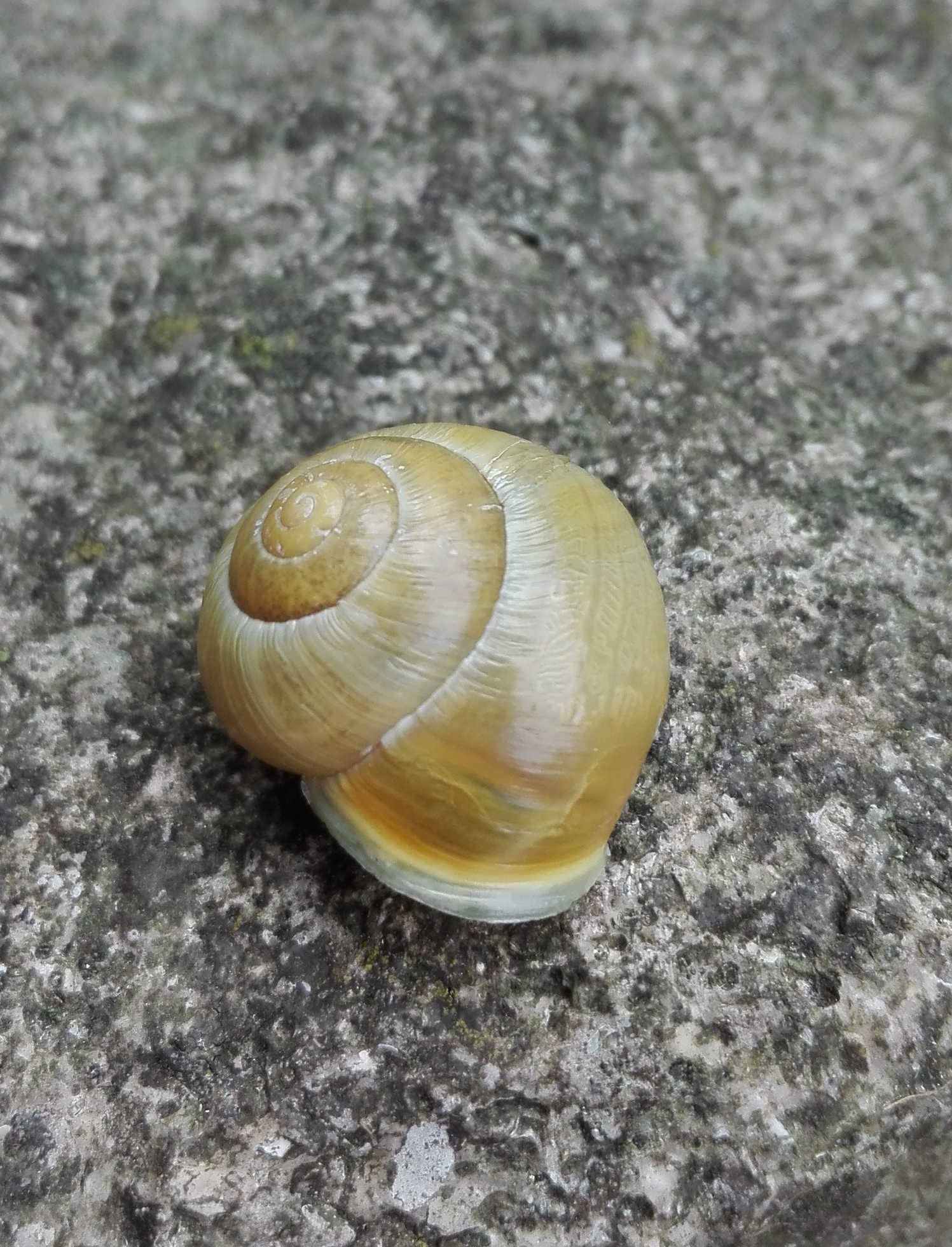 #164 White-lipped Snail