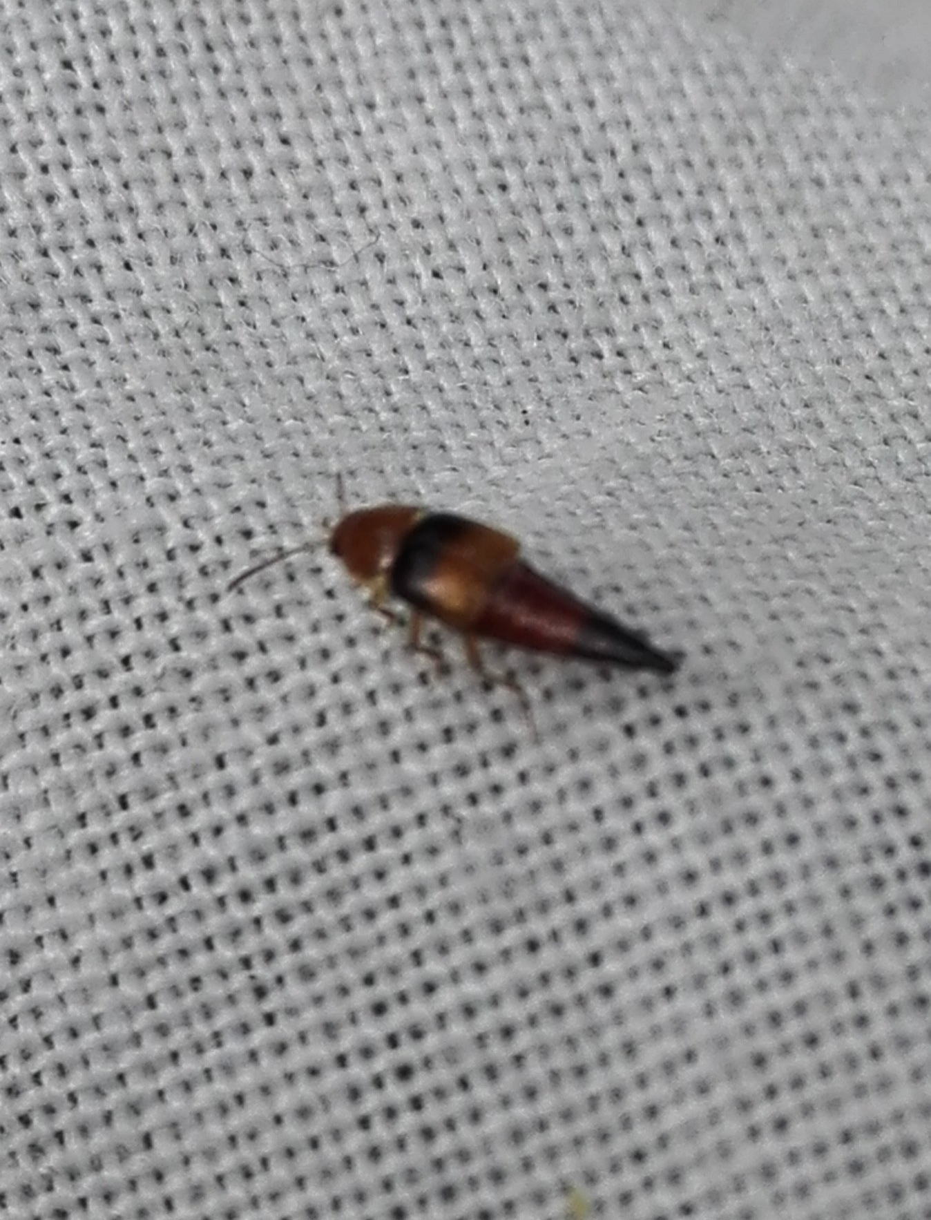 #170 Tachyporus obtusus Rove beetle