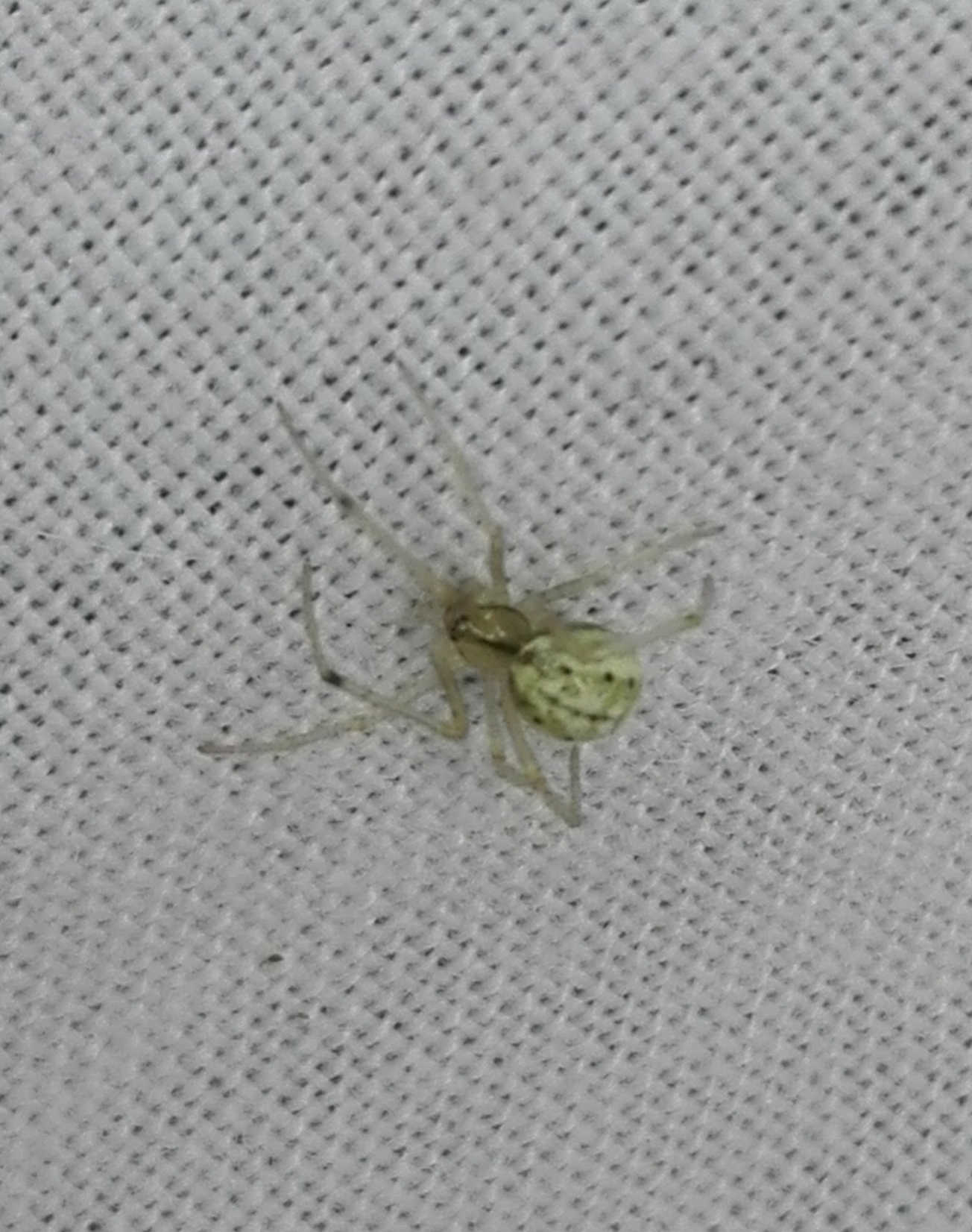 #162 Green Orb Weaver Spider
