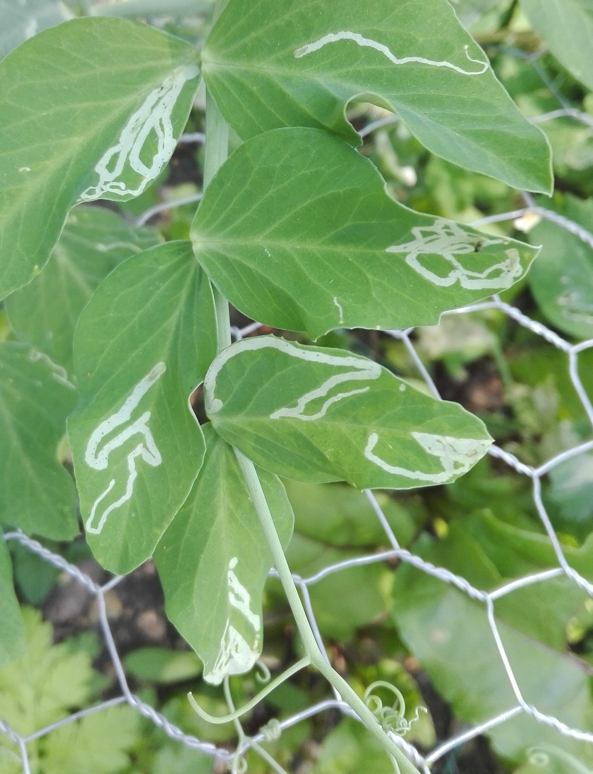 Leaf mine on sugar snap pea