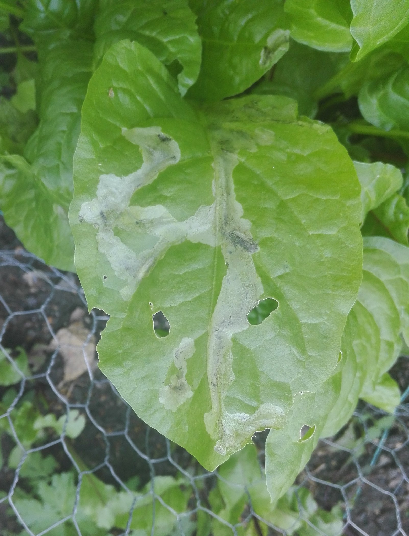 #166 Beet leaf miner on Chard