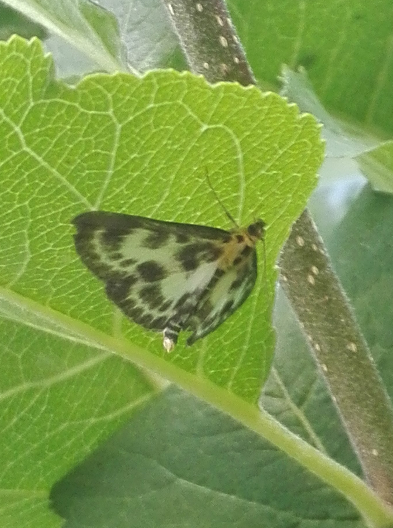 #219 Small Magpie Moth