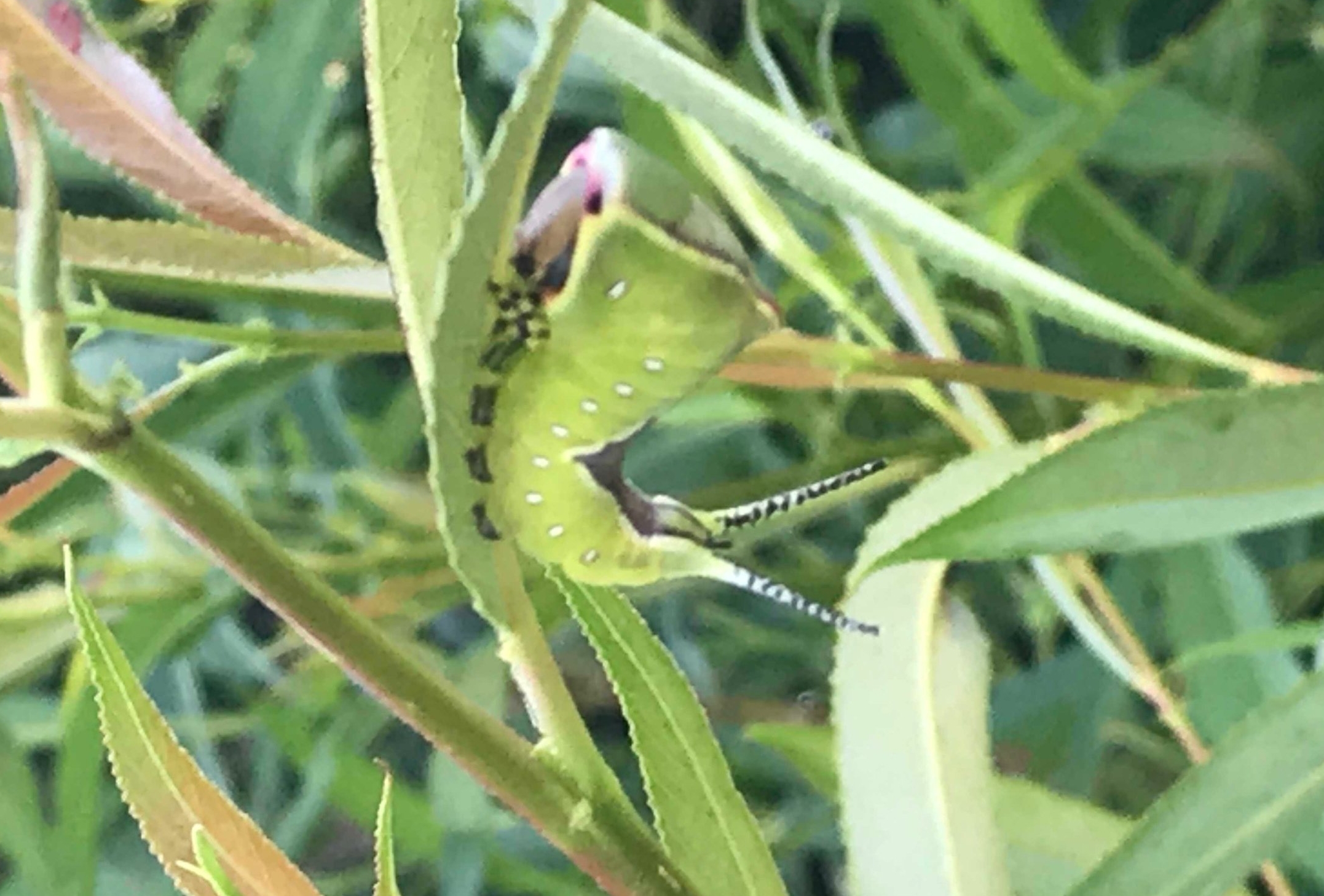 Puss Moth Caterpillar