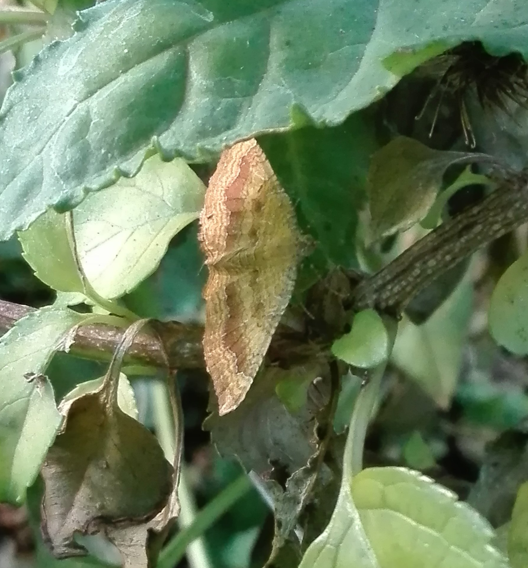 #259 Yellow Shell Moth