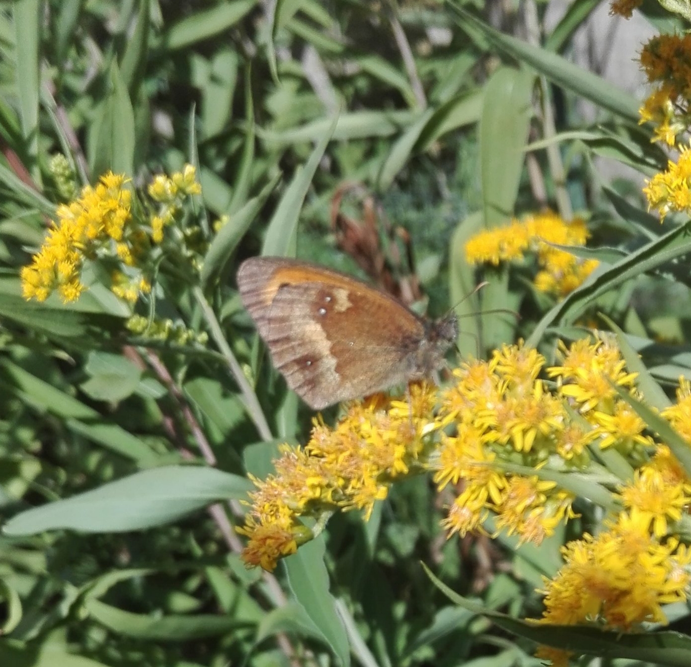 #262 Gatekeeper Butterfly