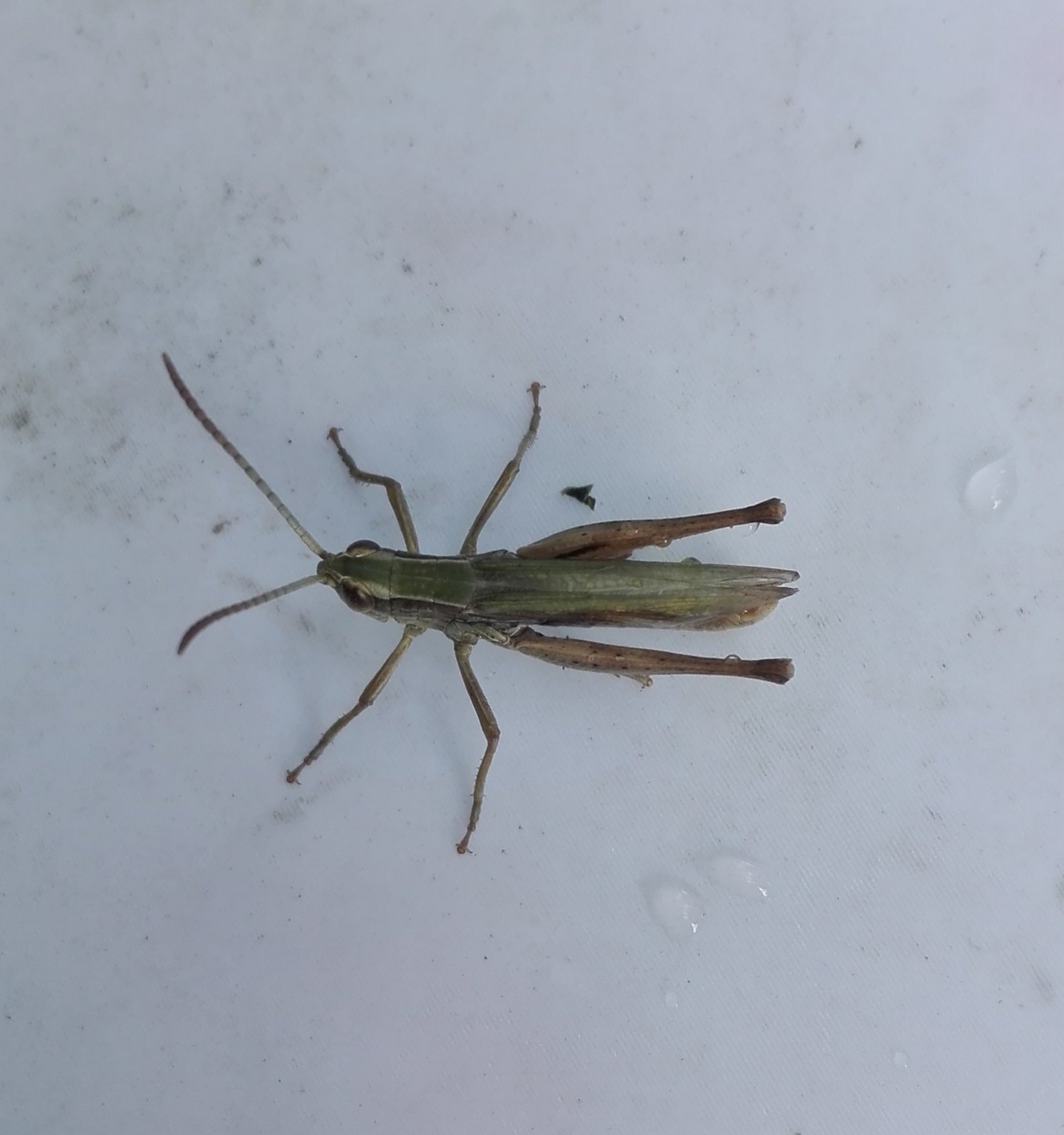 #290 Lesser Marsh Grasshopper