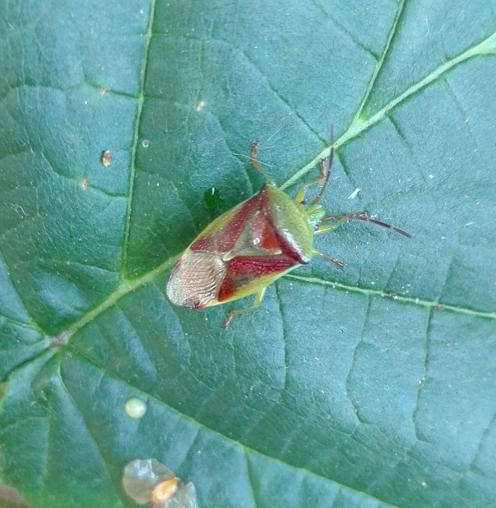 #282 Birch Shieldbug