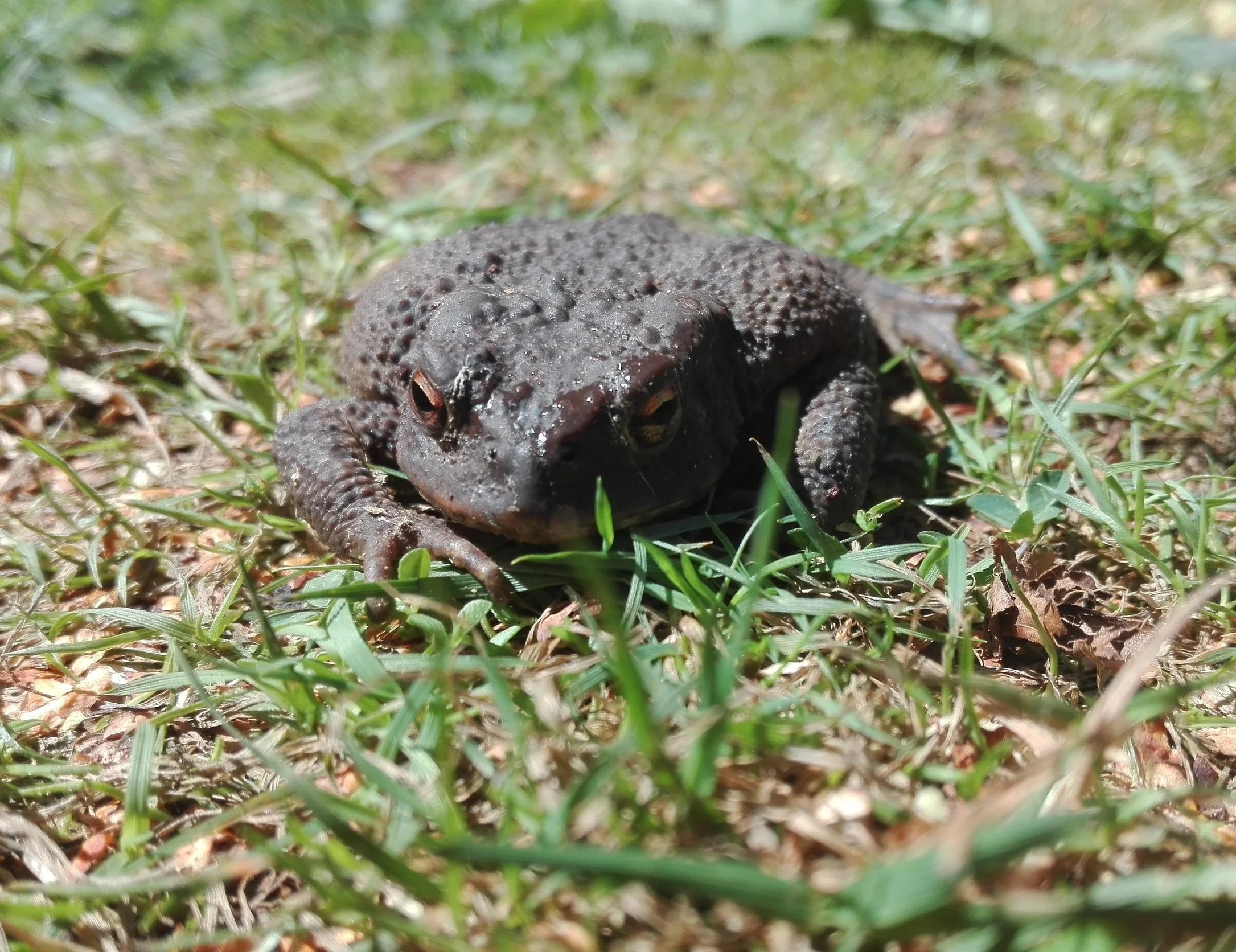 #108 Common Toad (Bufo bufo)