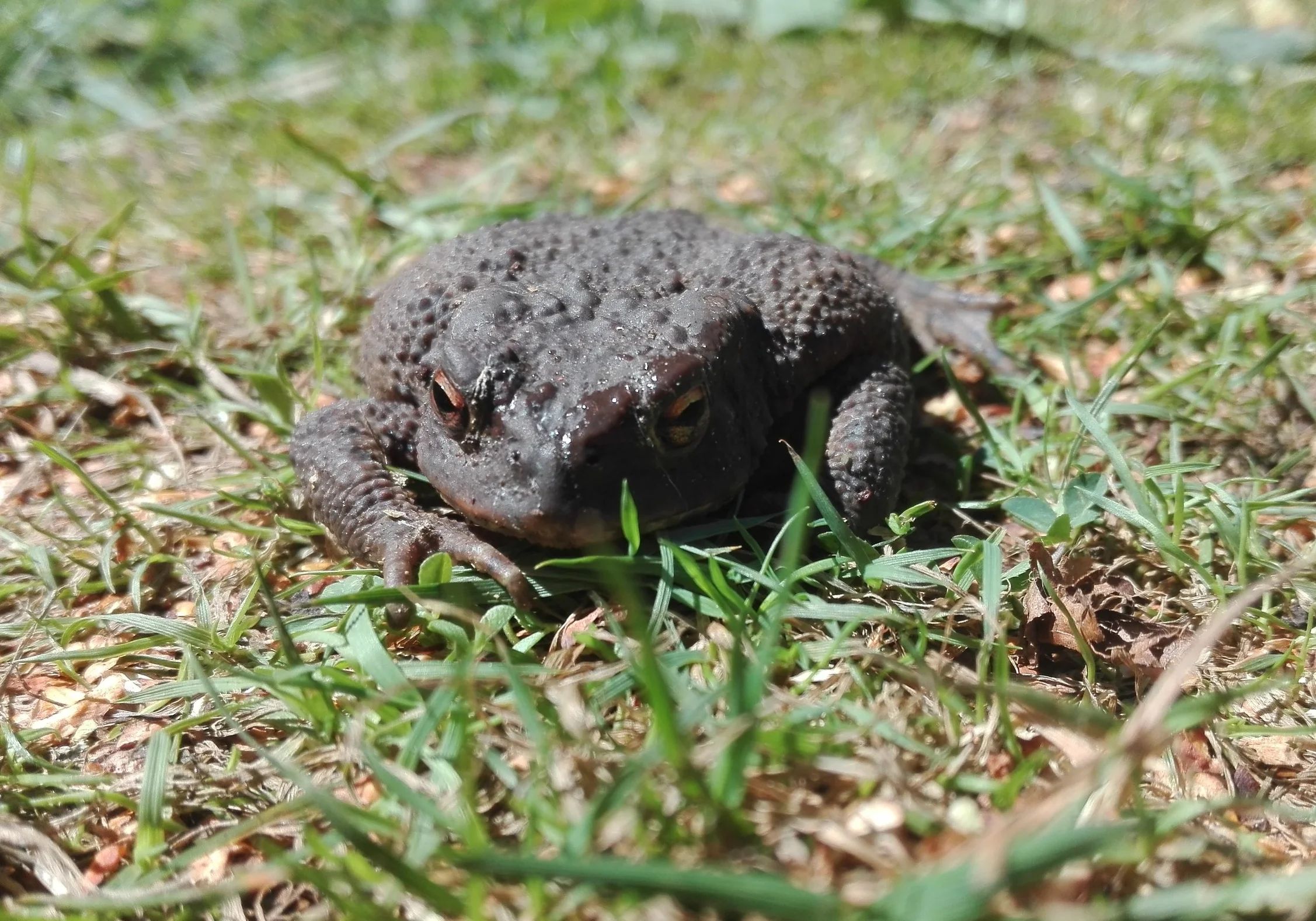 108 Common Toad.jpg