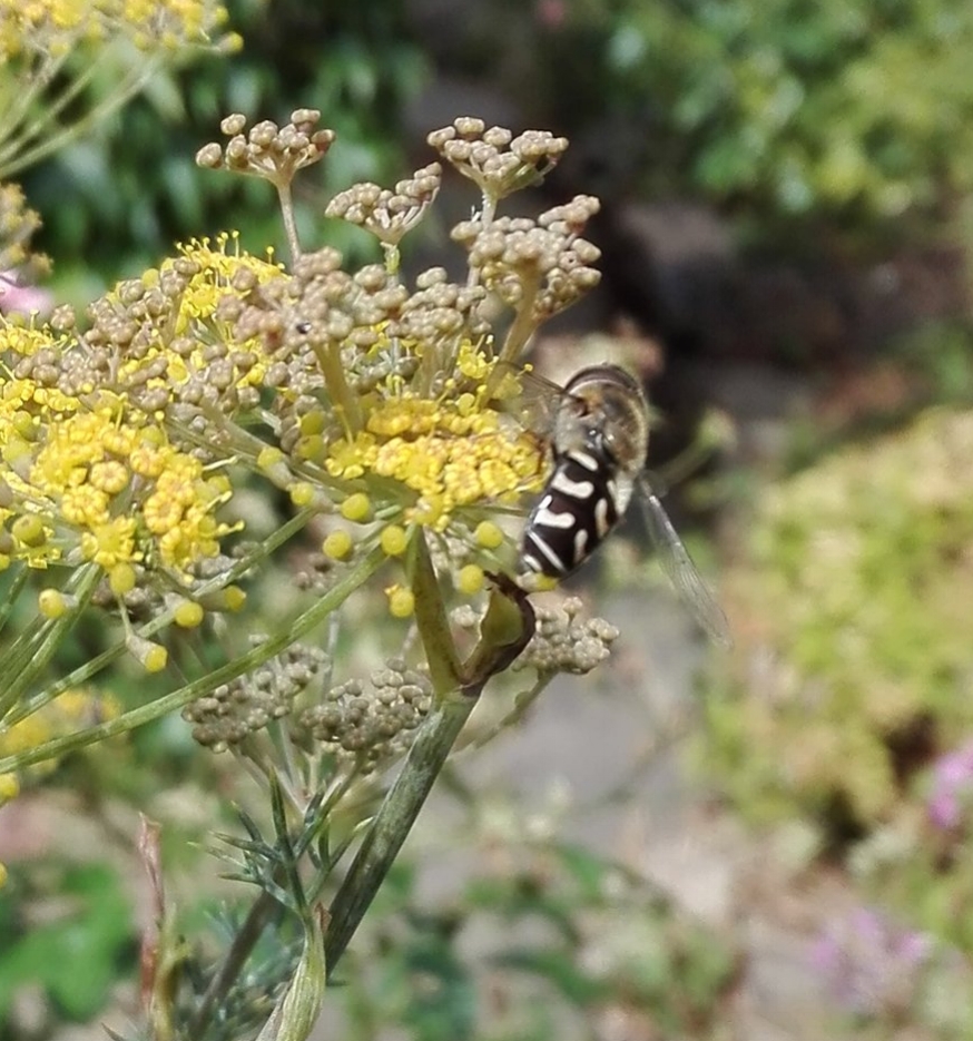 #298 Pied Hoverfly