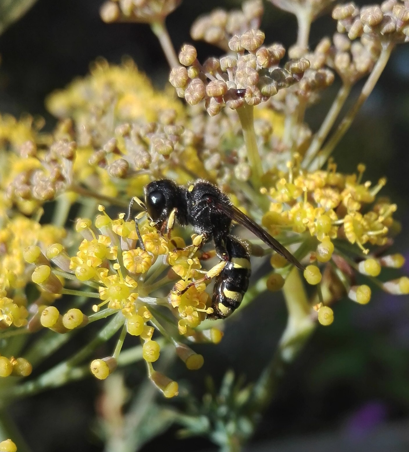 #300 Solitary Bee Ectemnius continuus