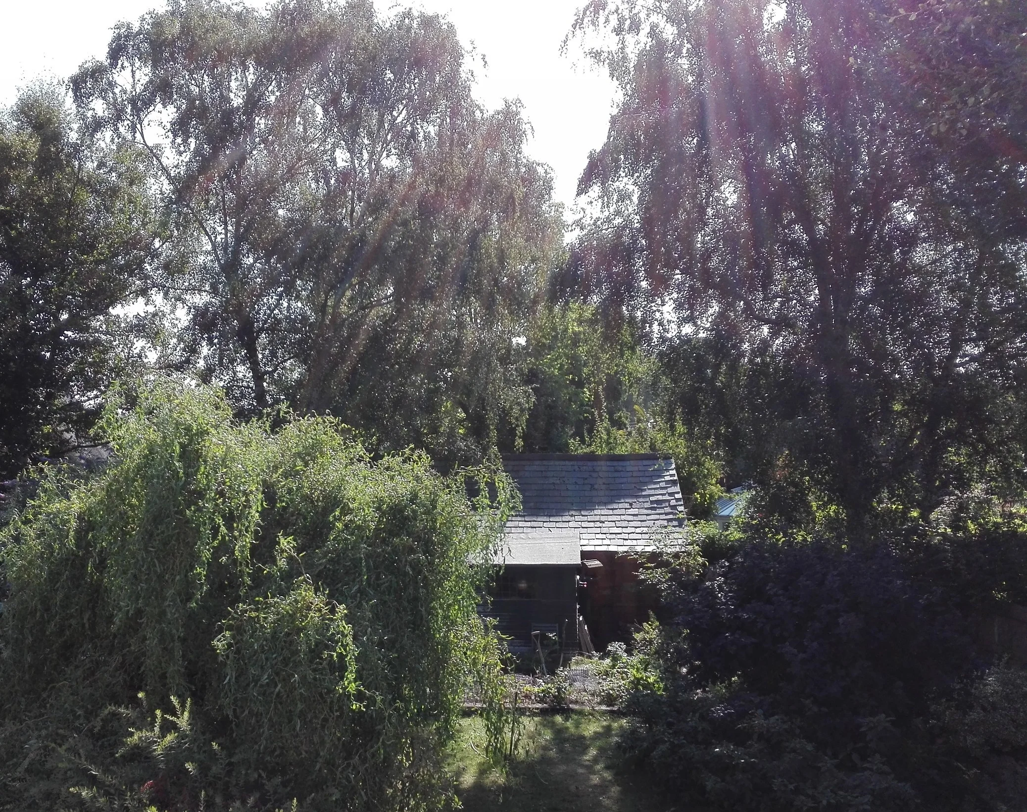 The MicroEden backyard on an August morning