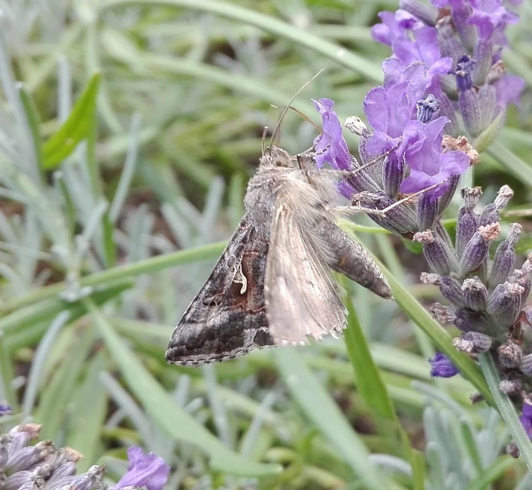 #111 Silver Y moth (Autographa gamma)