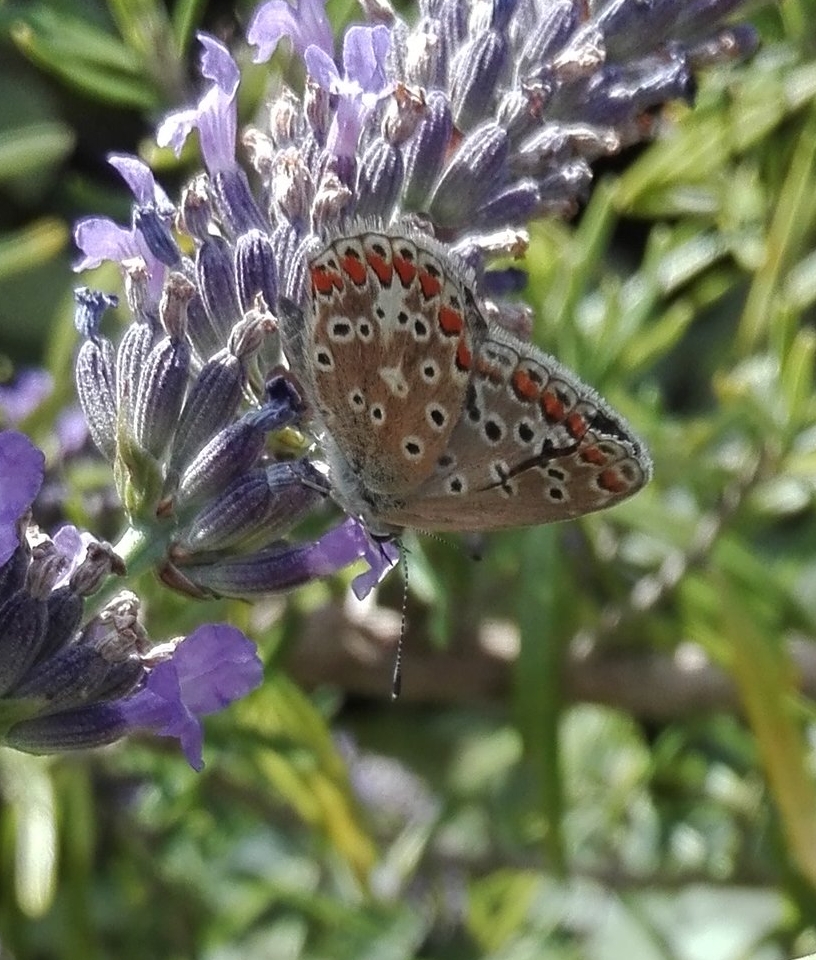 #259 Common Blue butterfly (female)