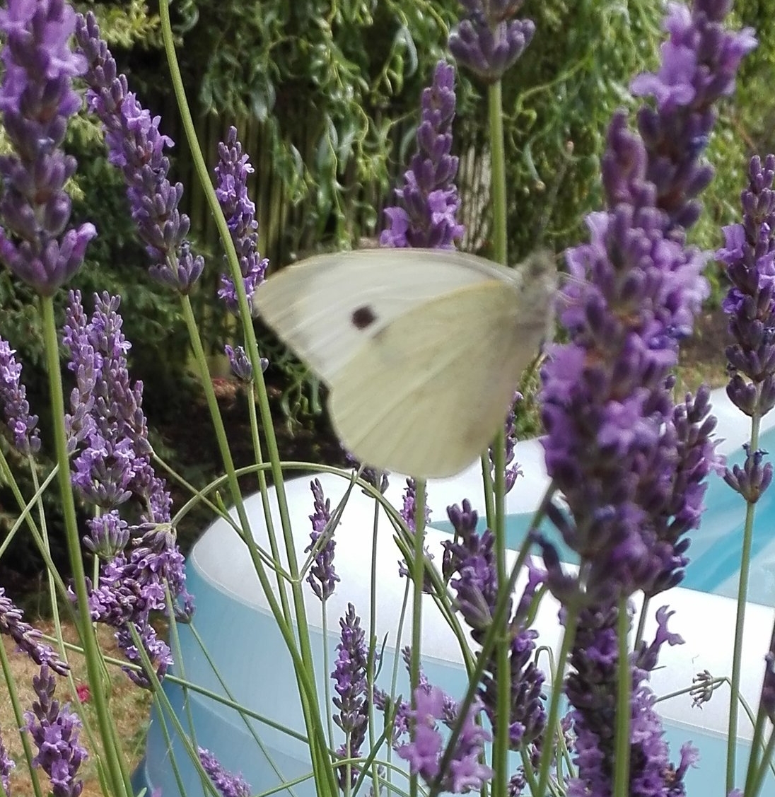 102 Large White butterfly