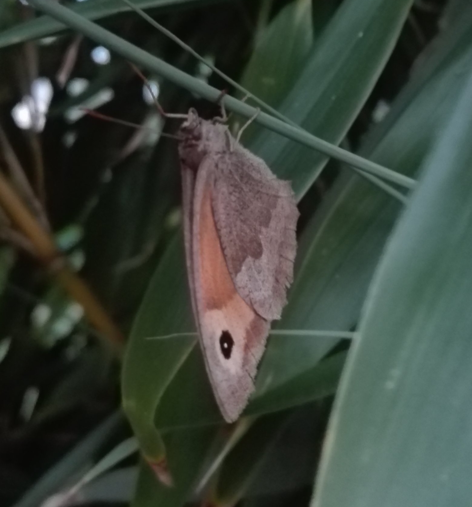 176 Meadow Brown butterfly