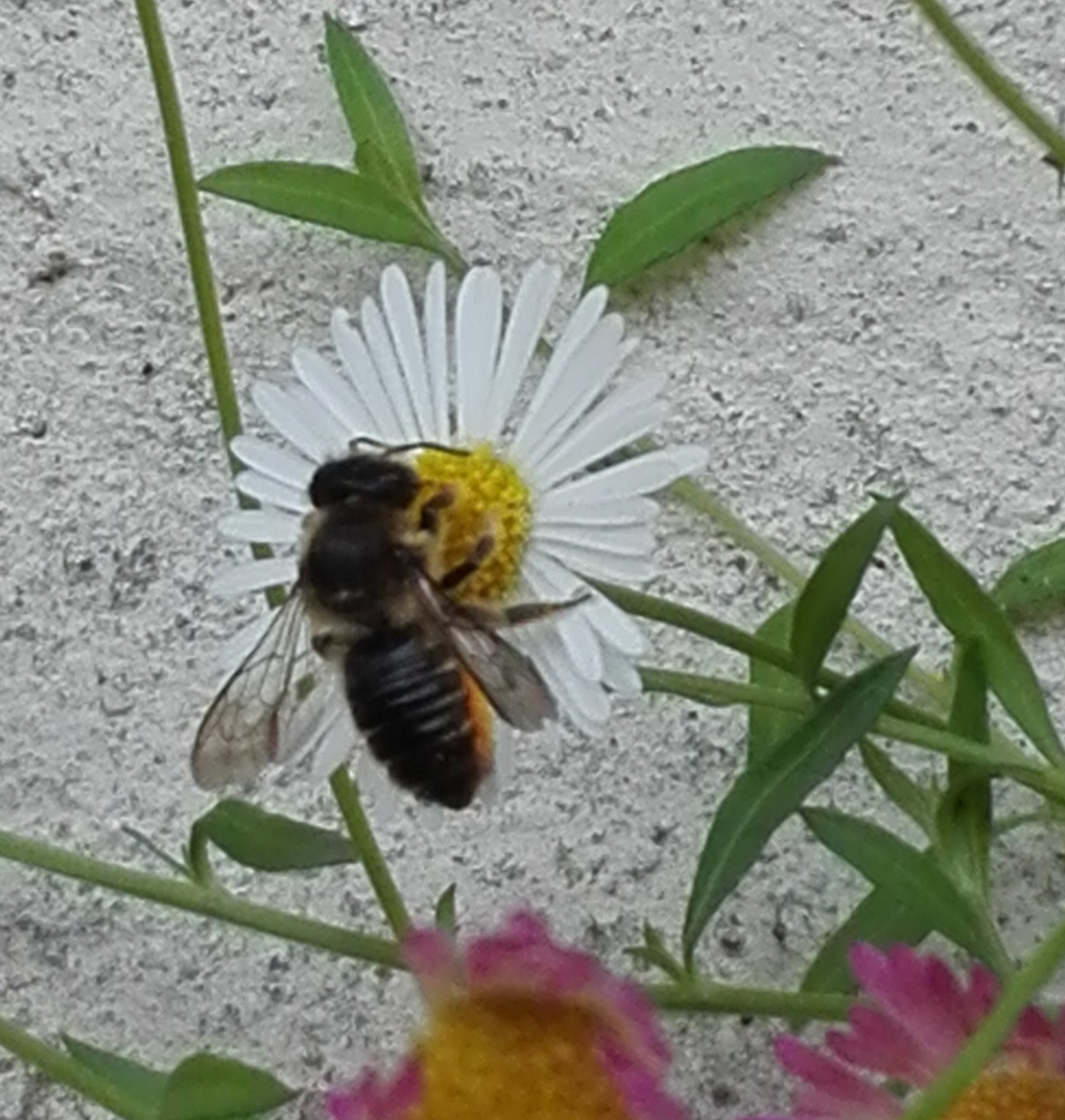 181 Patchwork Leaf-cutter Bee on Wall Daisy