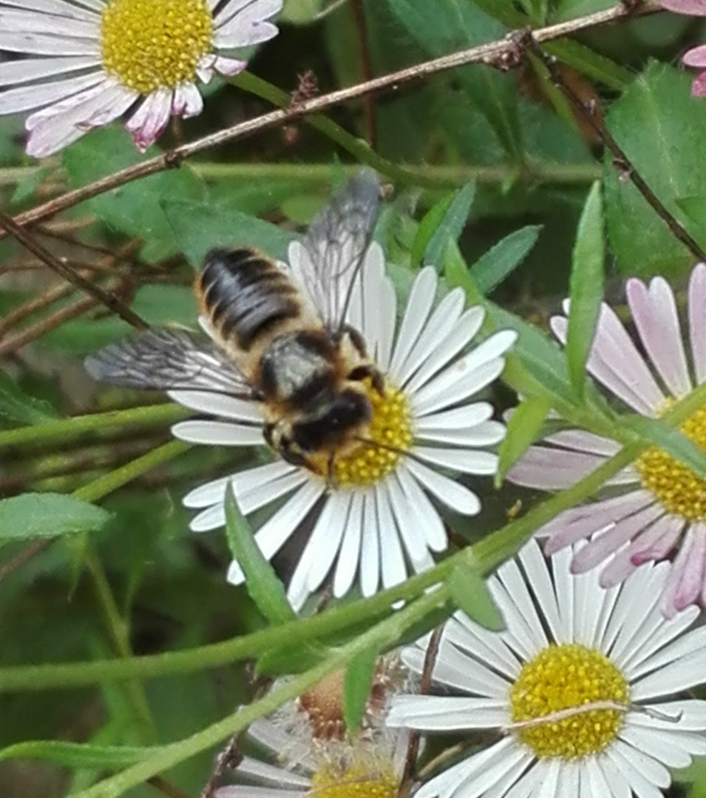 181 Patchwork Leaf-cutter Bee on Wall Daisy