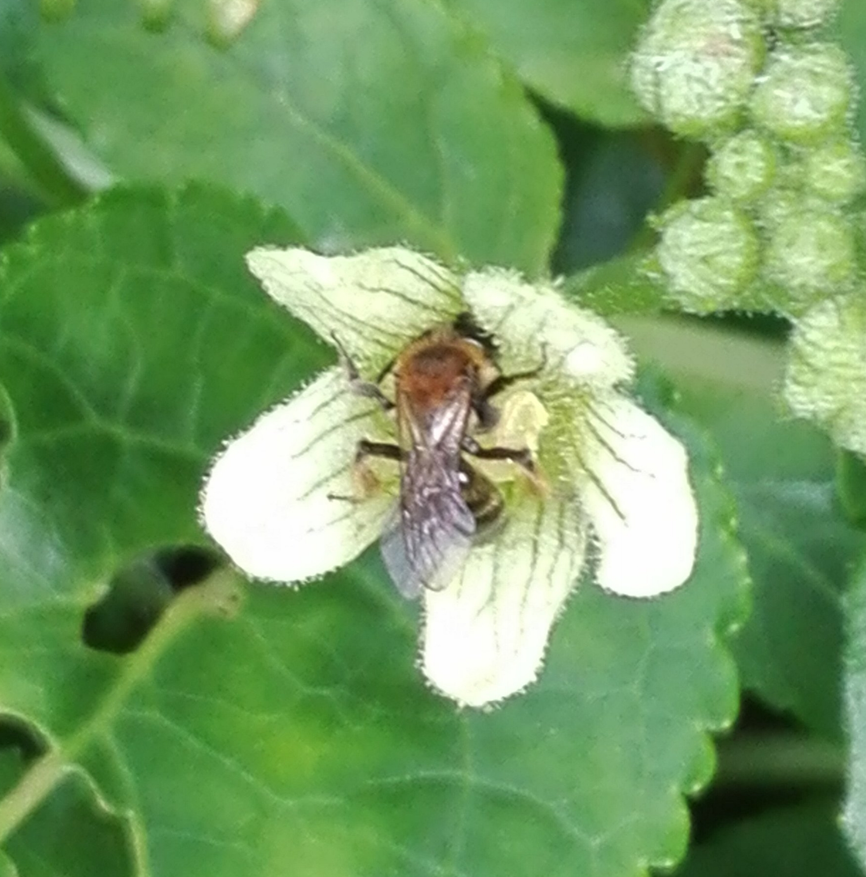 309 Yellow-legged Mining Bee on White Bryony