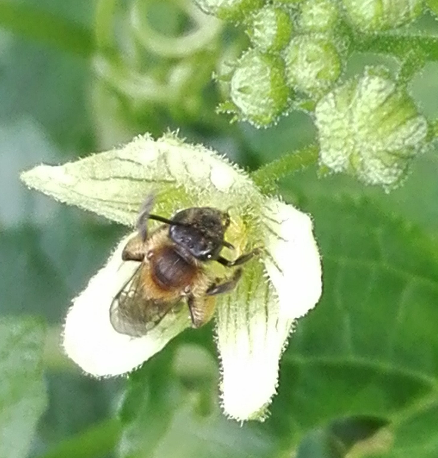 309 Yellow-legged Mining Bee on White Bryony