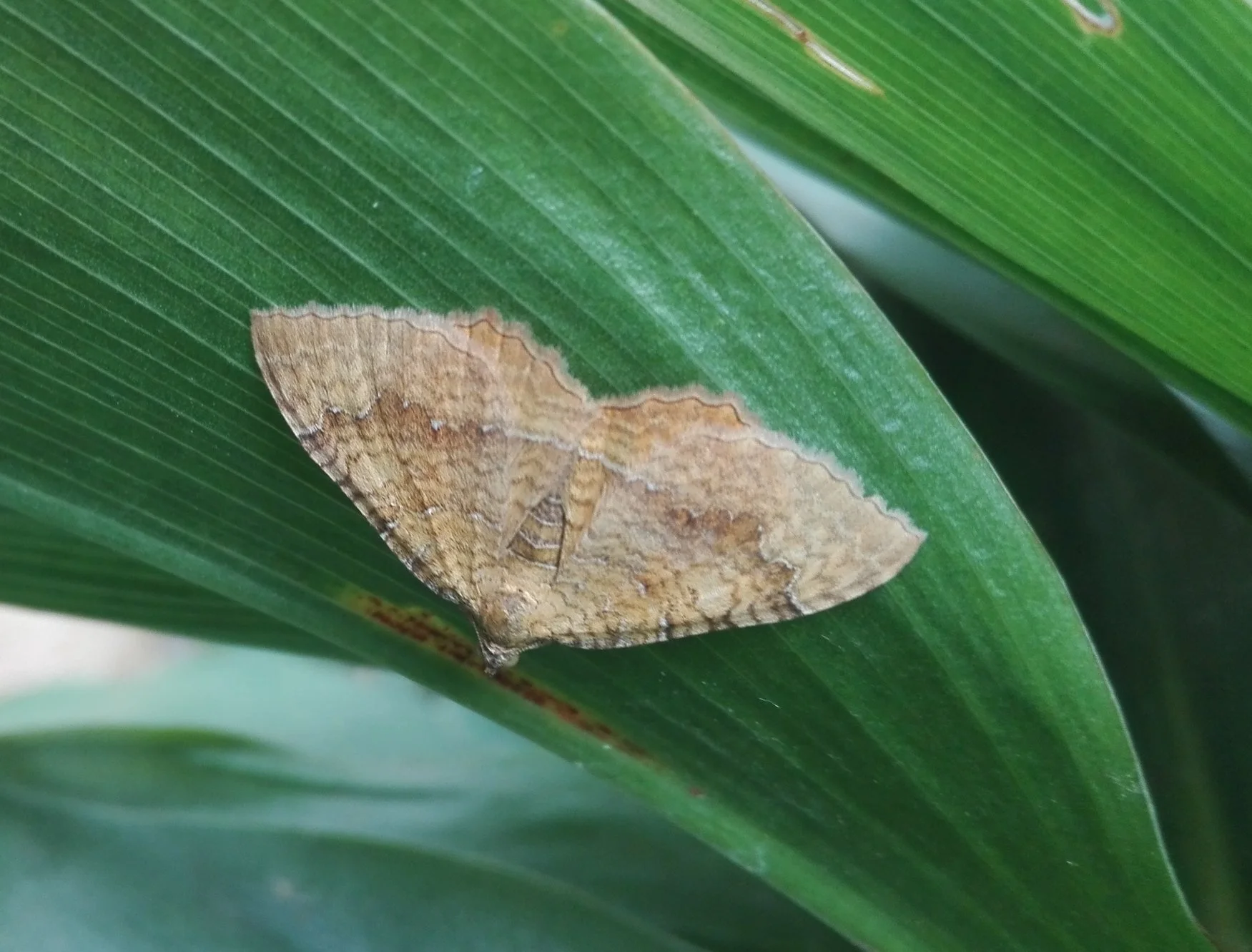 259 Yellow Shell Moth (Camptogramma bilineata)