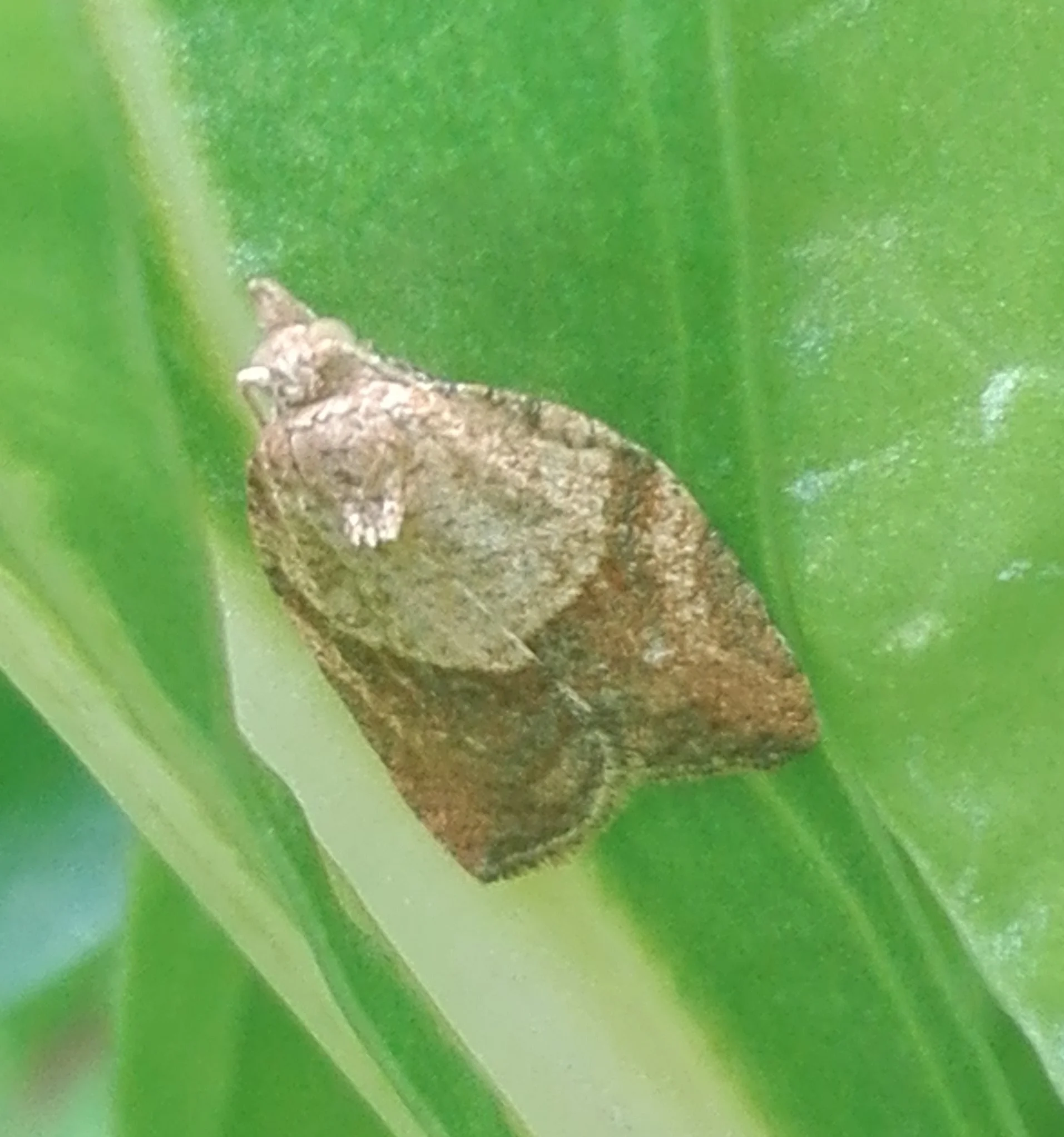 #317 Light Brown Apple Moth