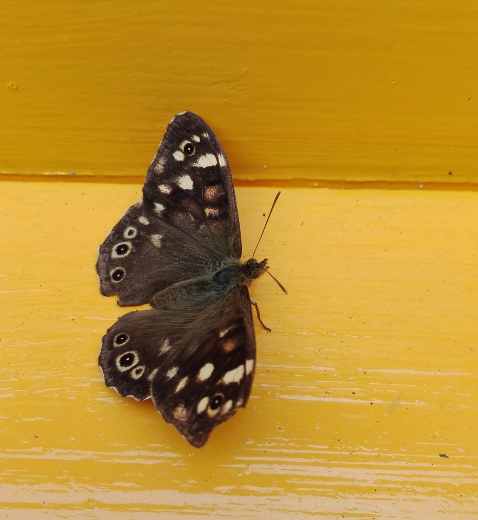 151 Speckled Wood butterfly.jpg