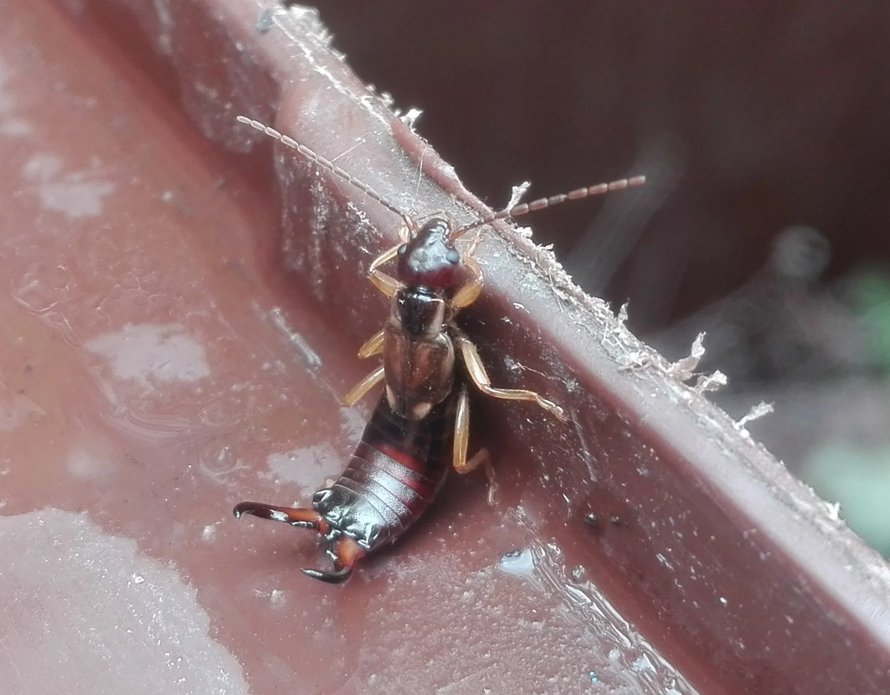 311 Earwig.jpg