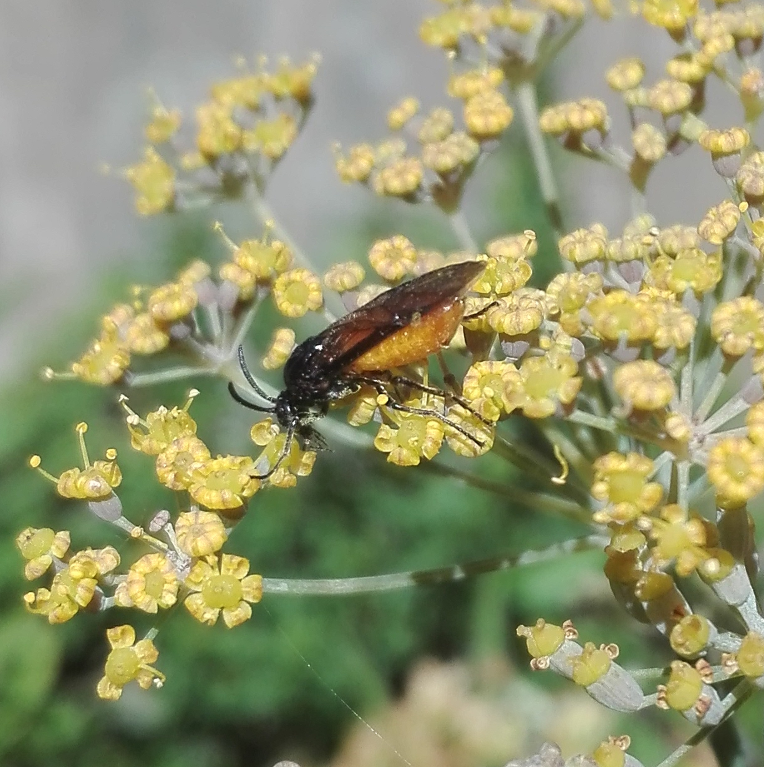 #217 Large Rose Sawfly - Arge pagana