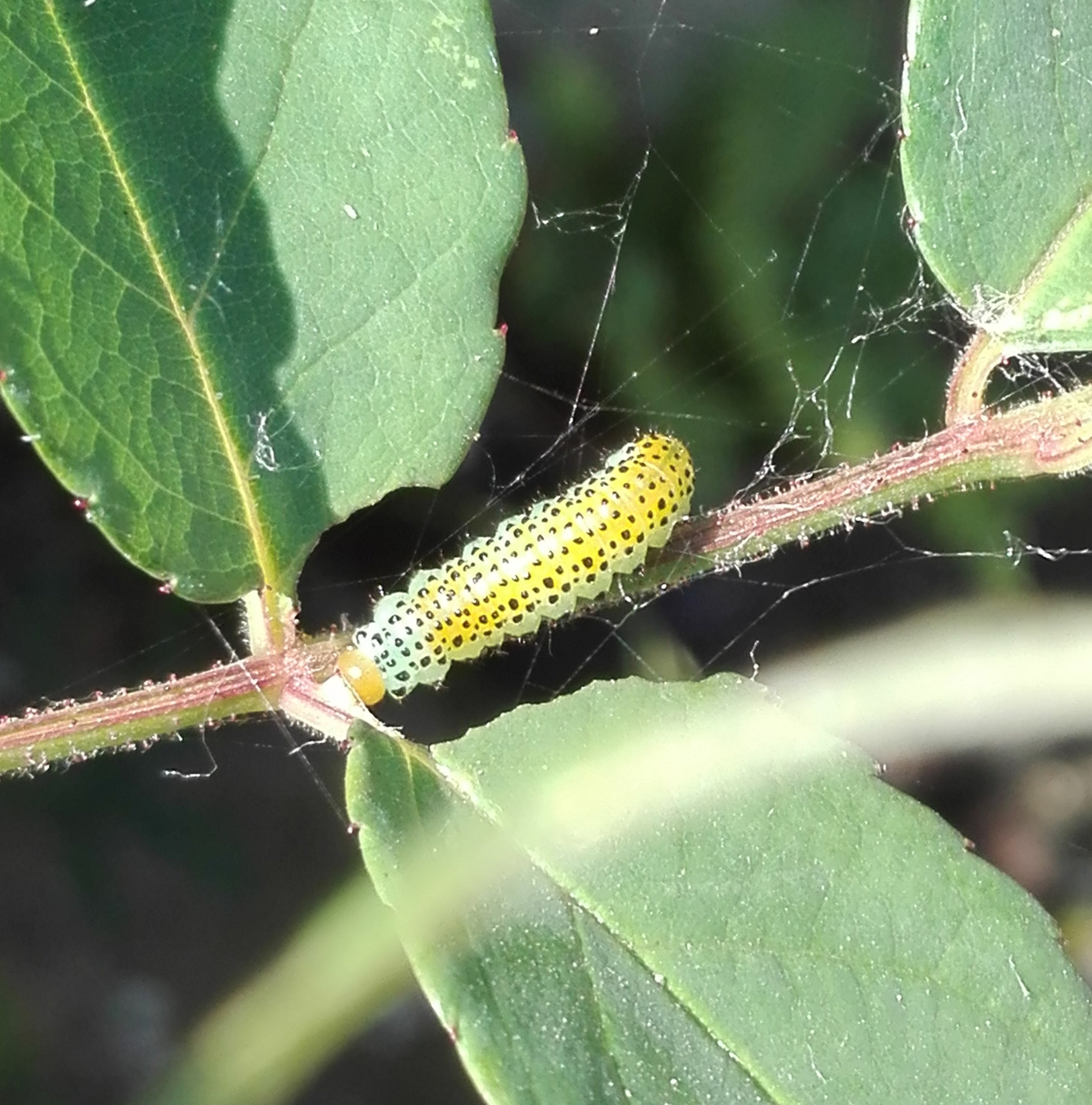 Large Rose Sawfly caterpillar - Arge pagana