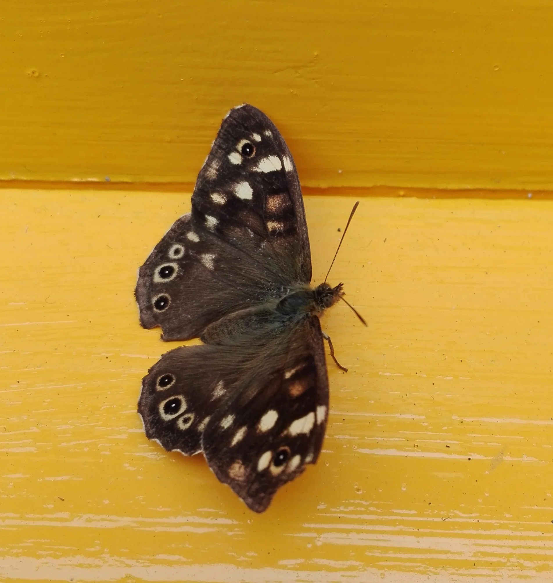 #151 Speckled Wood (Pararge aegeria)