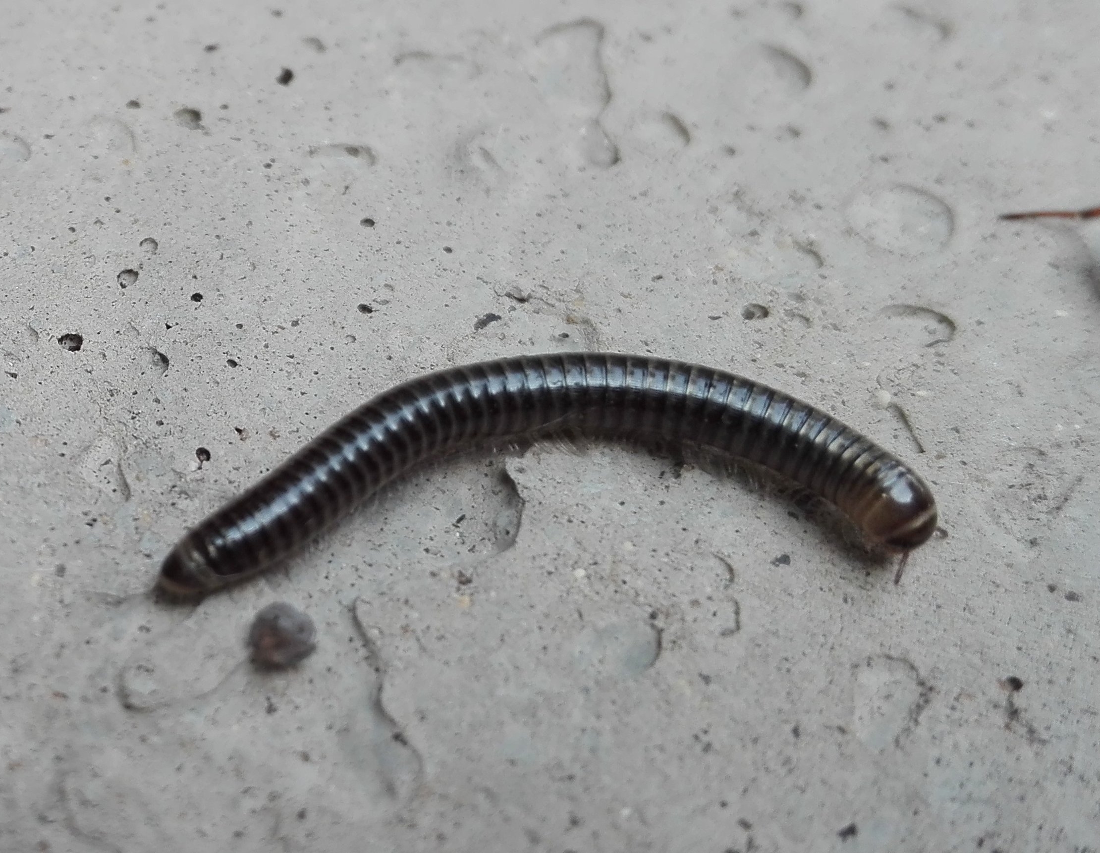 #208 White-legged Snake Millipede