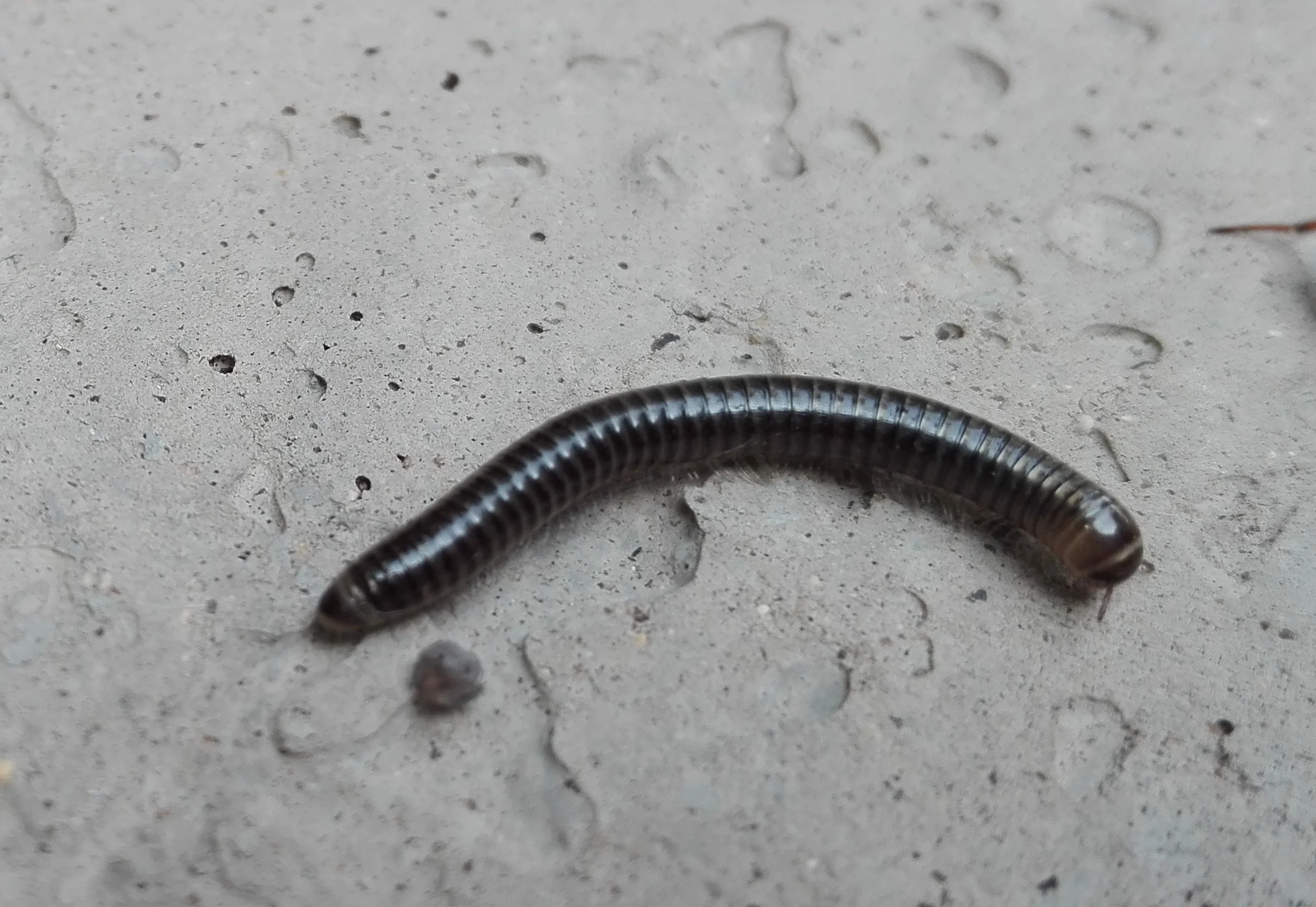 #208 White-legged Snake Millipede (Tachypodoiulus niger)