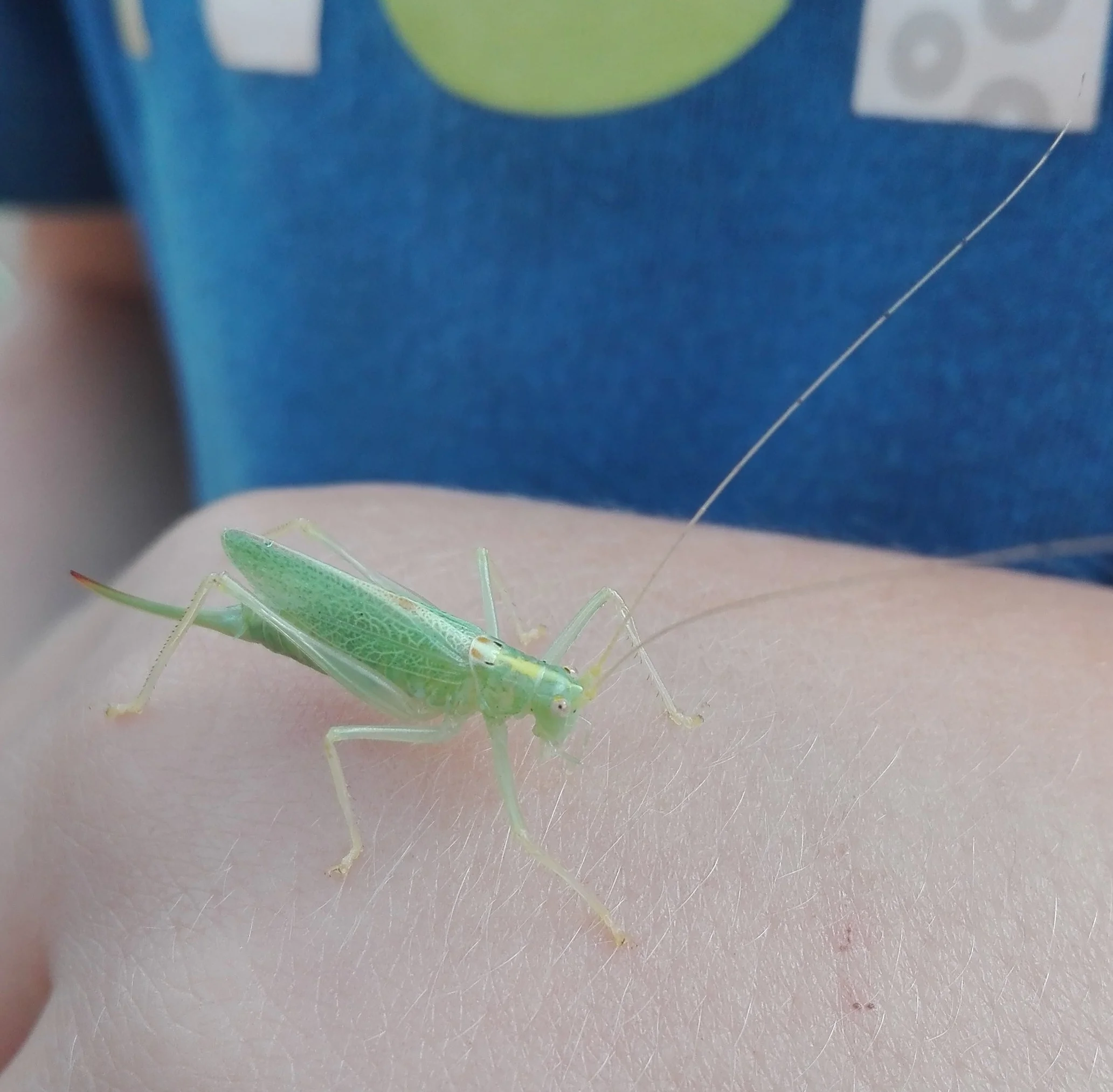 #154 Oak Bush Cricket (Meconema thalassinum)