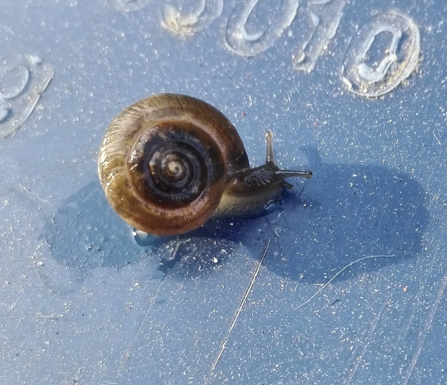 #243 Strawberry Snail (Trochulus striolatus)
