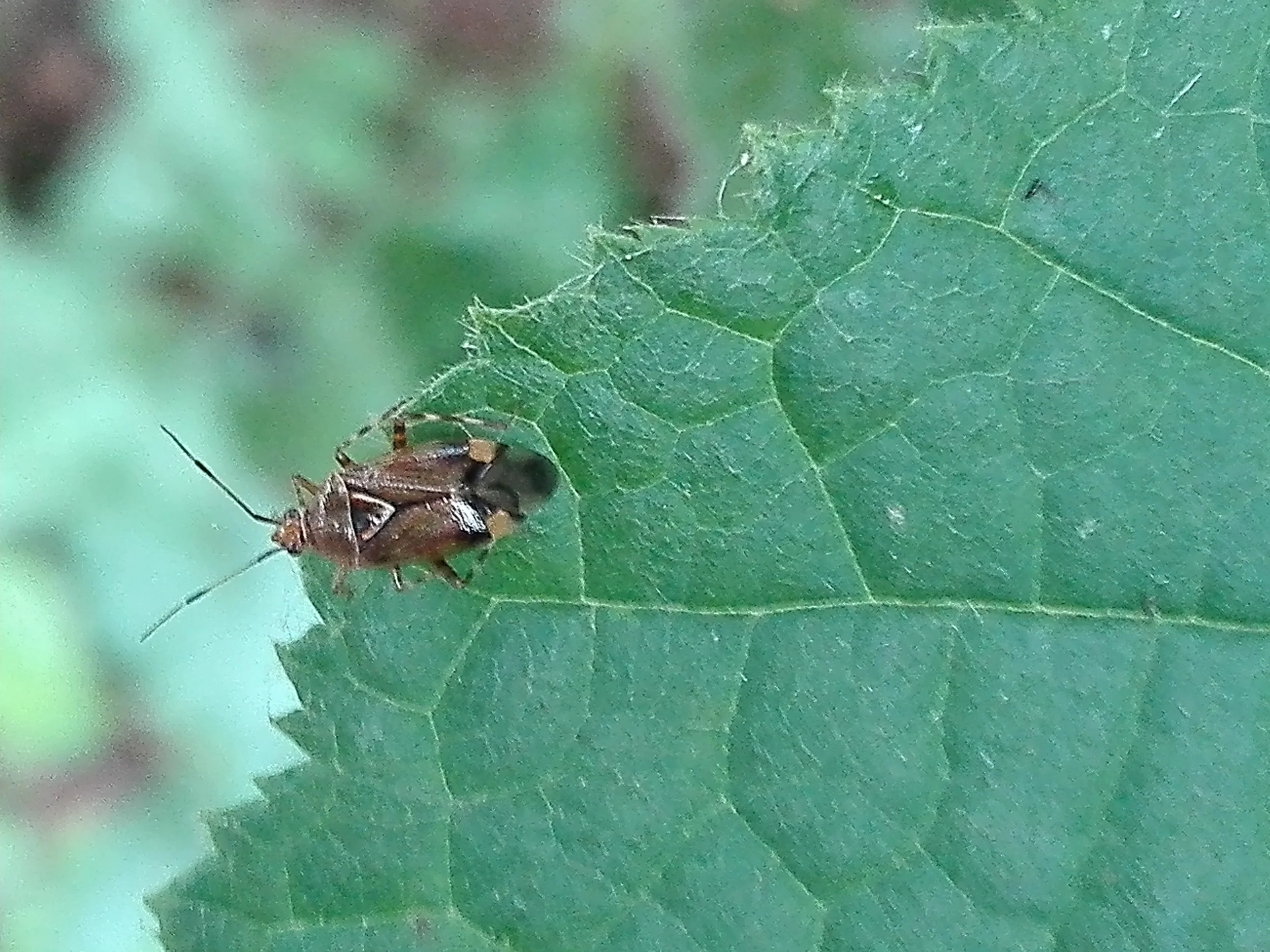 #139 Deraeocoris flavilinea (Flower bug)