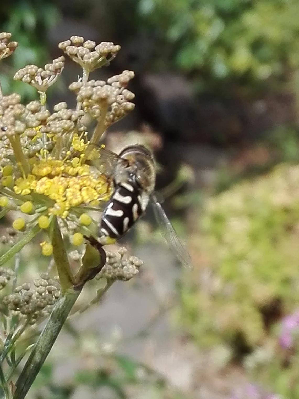 #298 Pied Hoverfly (Scaeva pyrastri)