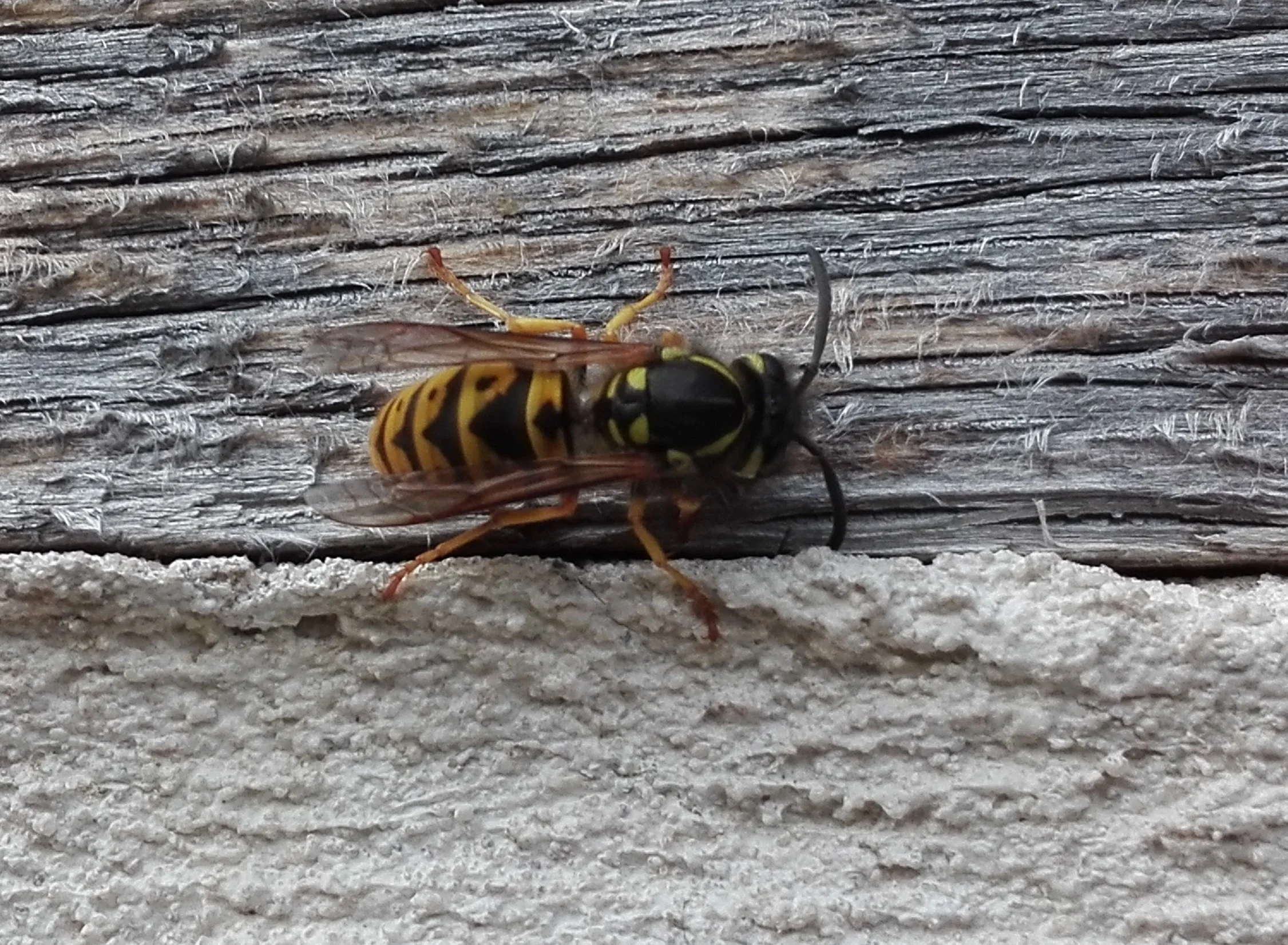 #123 Common Wasp (Vespula vulgaris)