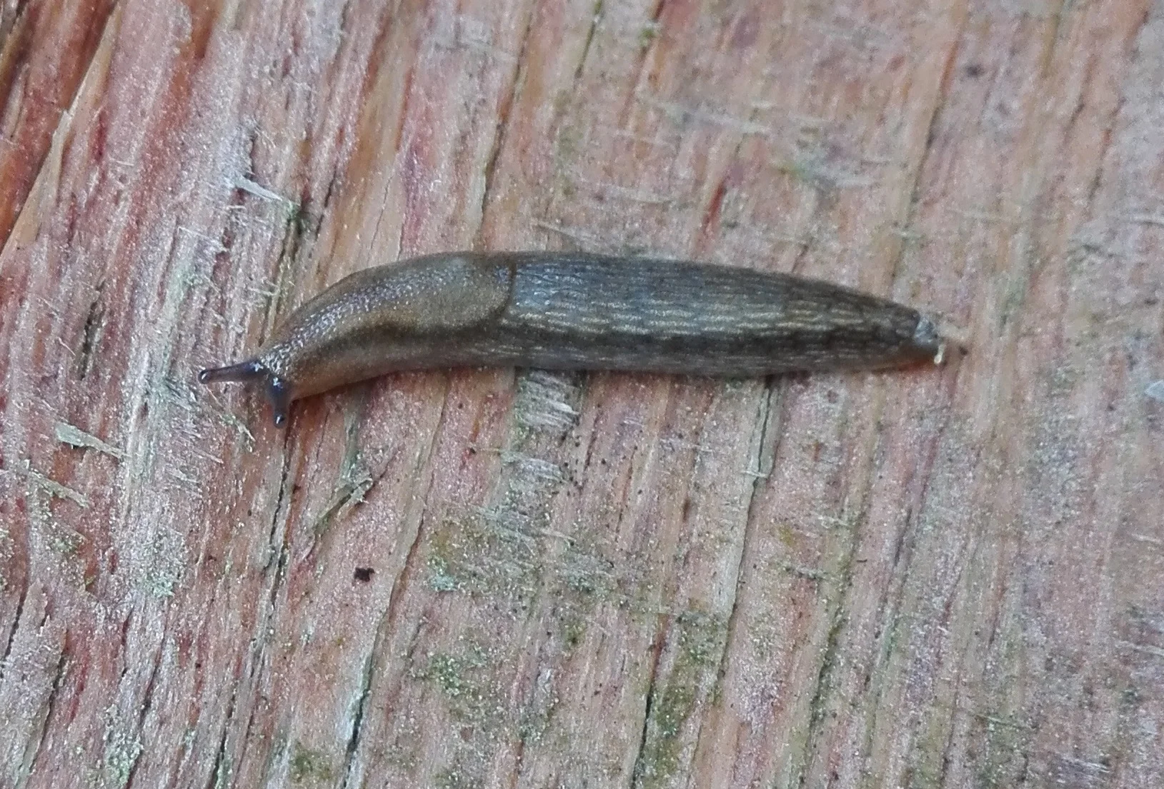 #16 Dusky Slug (Arion subfuscus)
