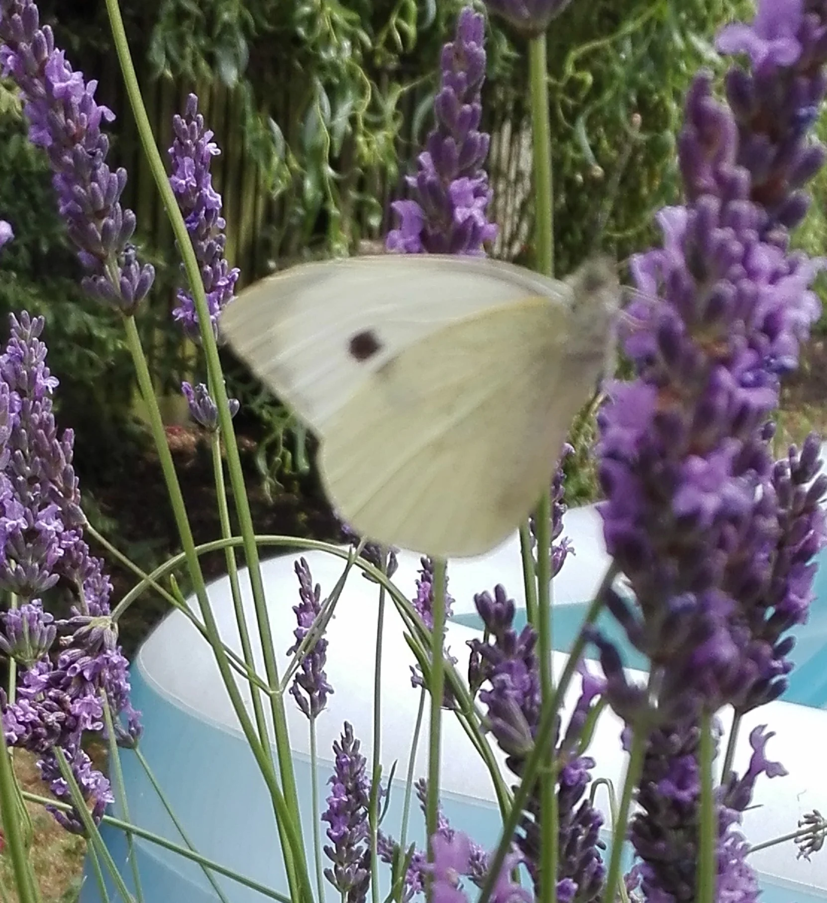 #102 Large White butterfly (Pieris brassicae)