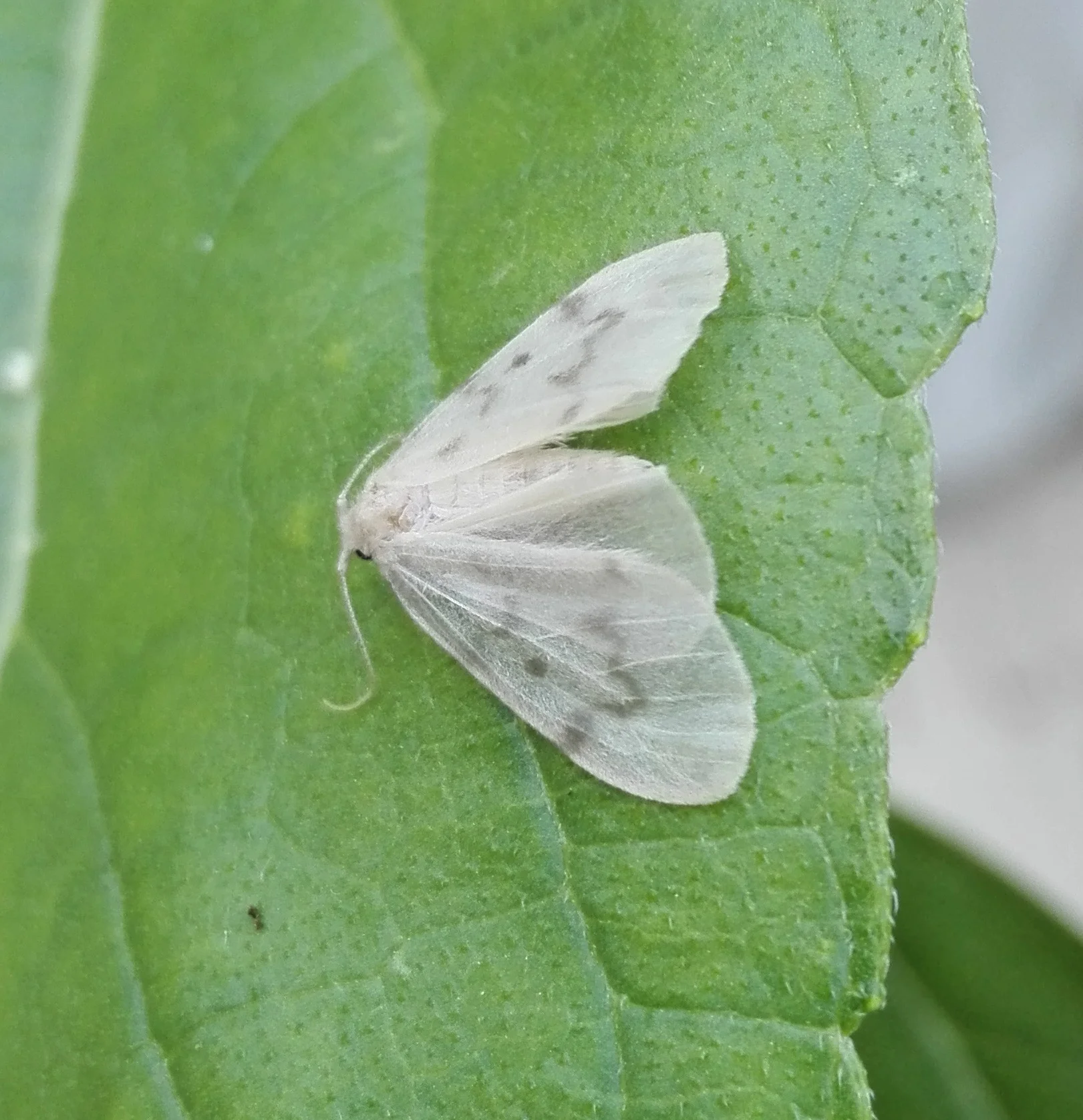 231 Muslin Footman moth (Nudaria mundana)