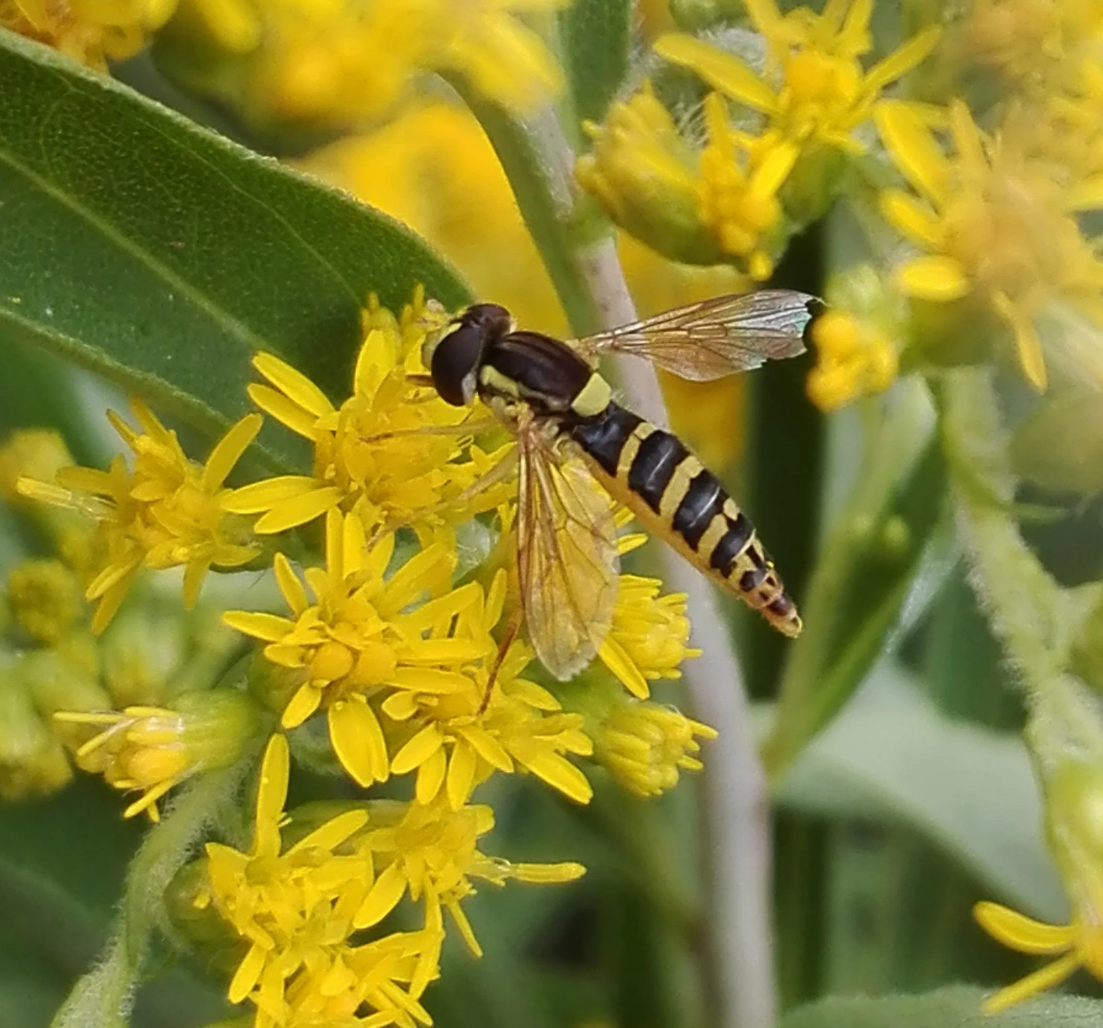 248 Long Hoverfly (Sphaerophoria scripta )