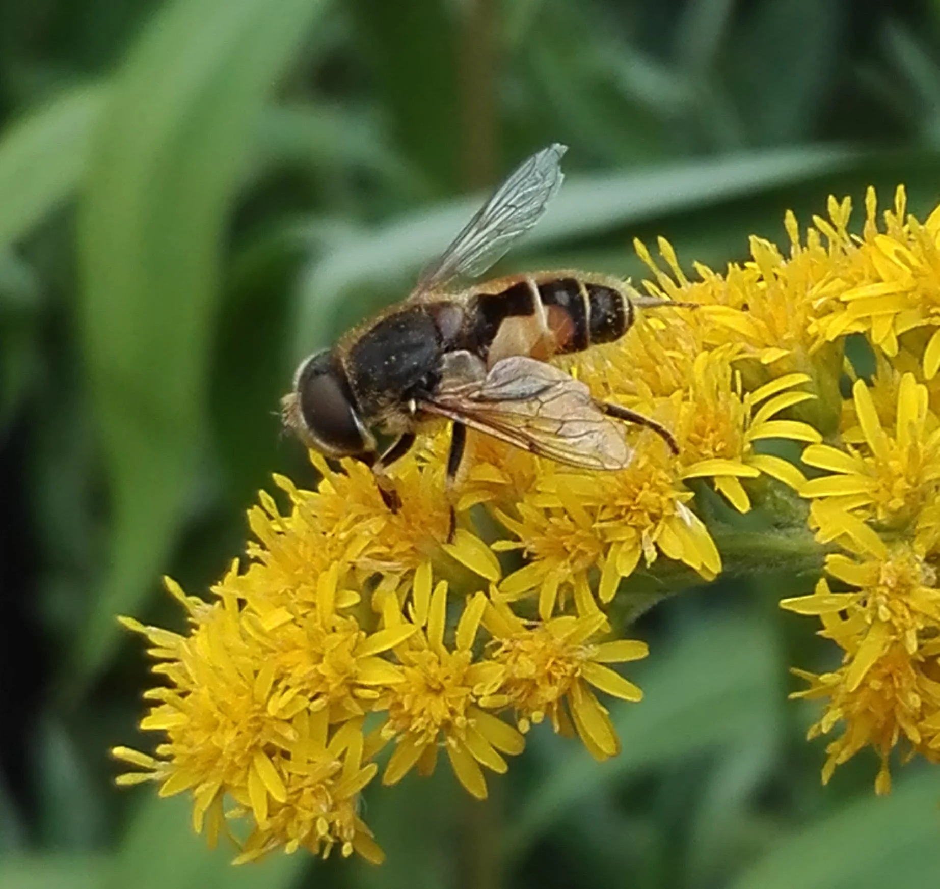 255 Plain-faced Drone Fly (Eristalis arbustorum)