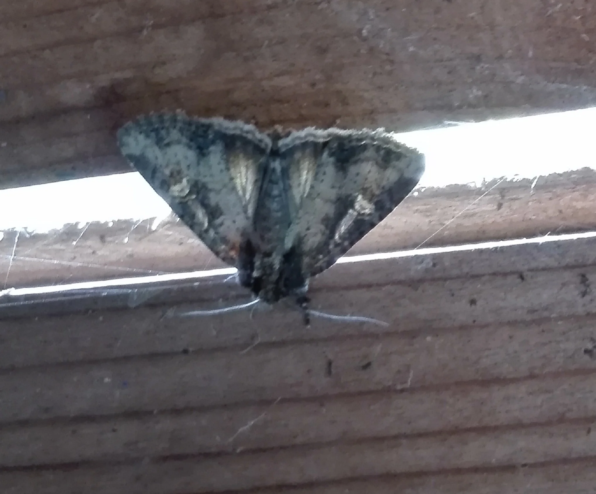 279 Dot Moth (Melanchra persicariae)