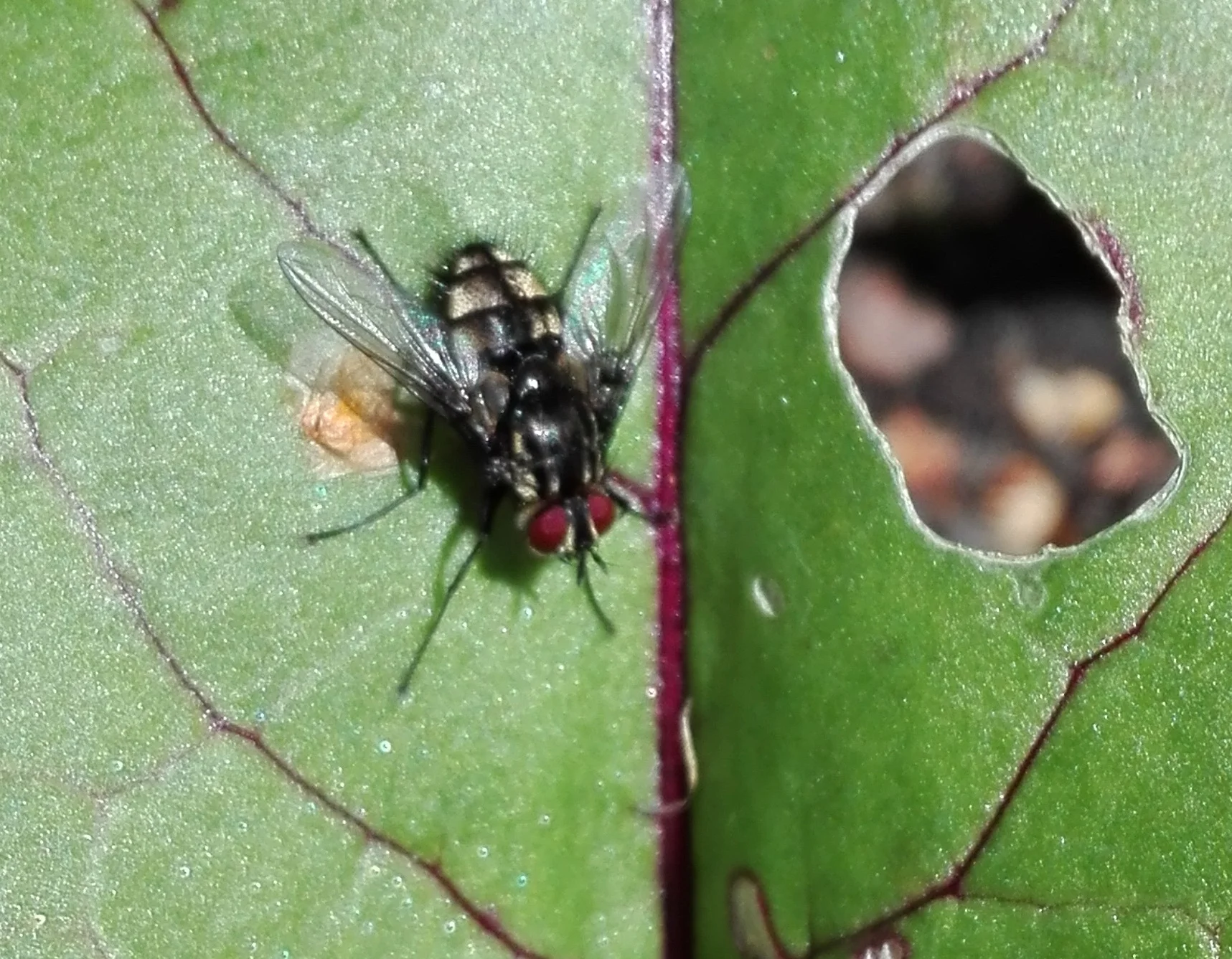 294 Eumea linearicornis