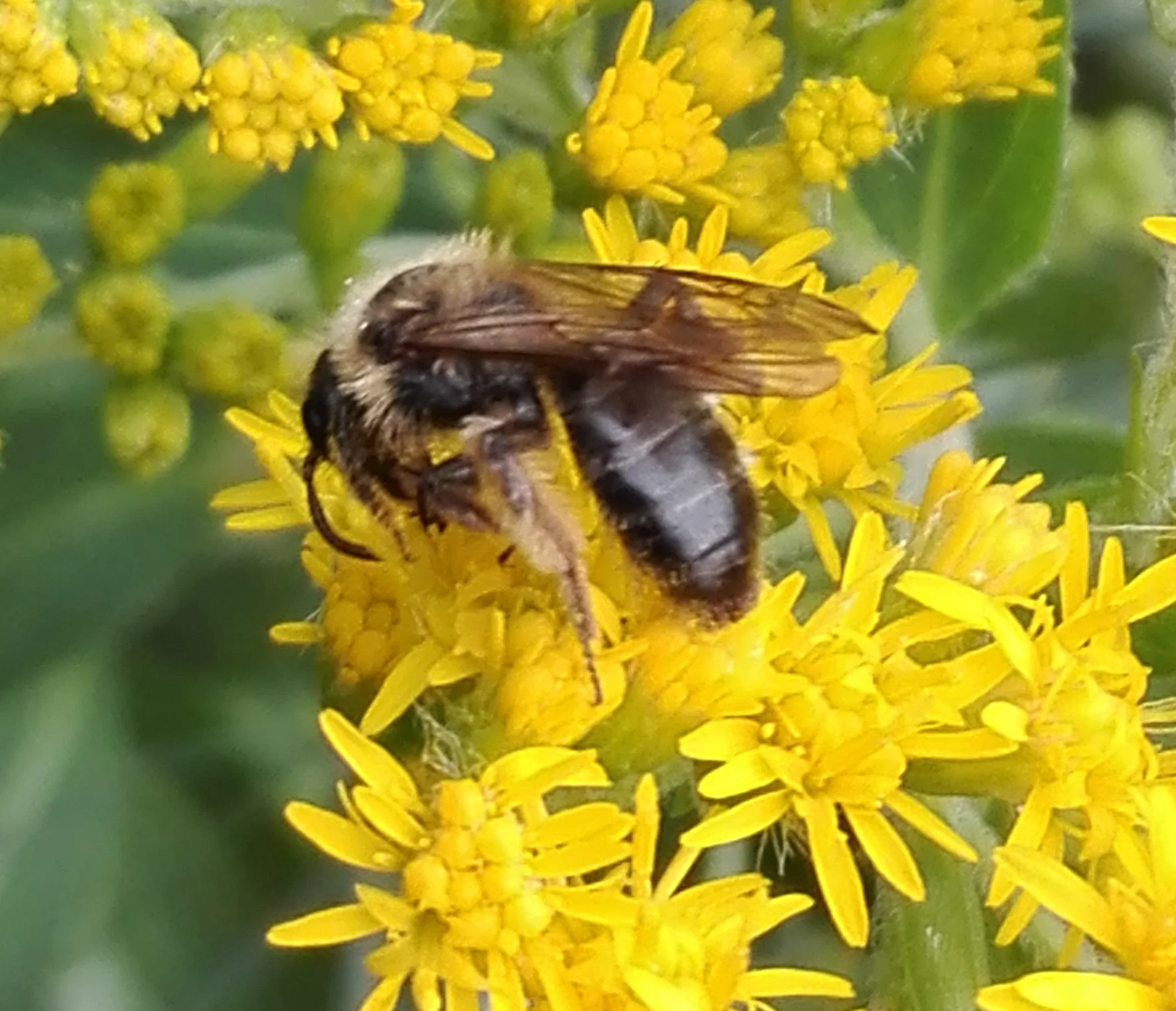 309 Yellow-legged Mining Bee (Andrena flavipes)