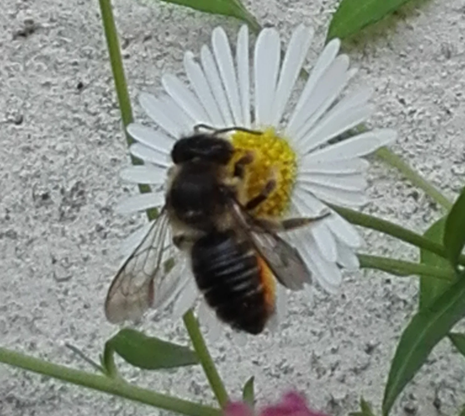 181 Patchwork Leafcutter Bee (Megachile centuncularis)