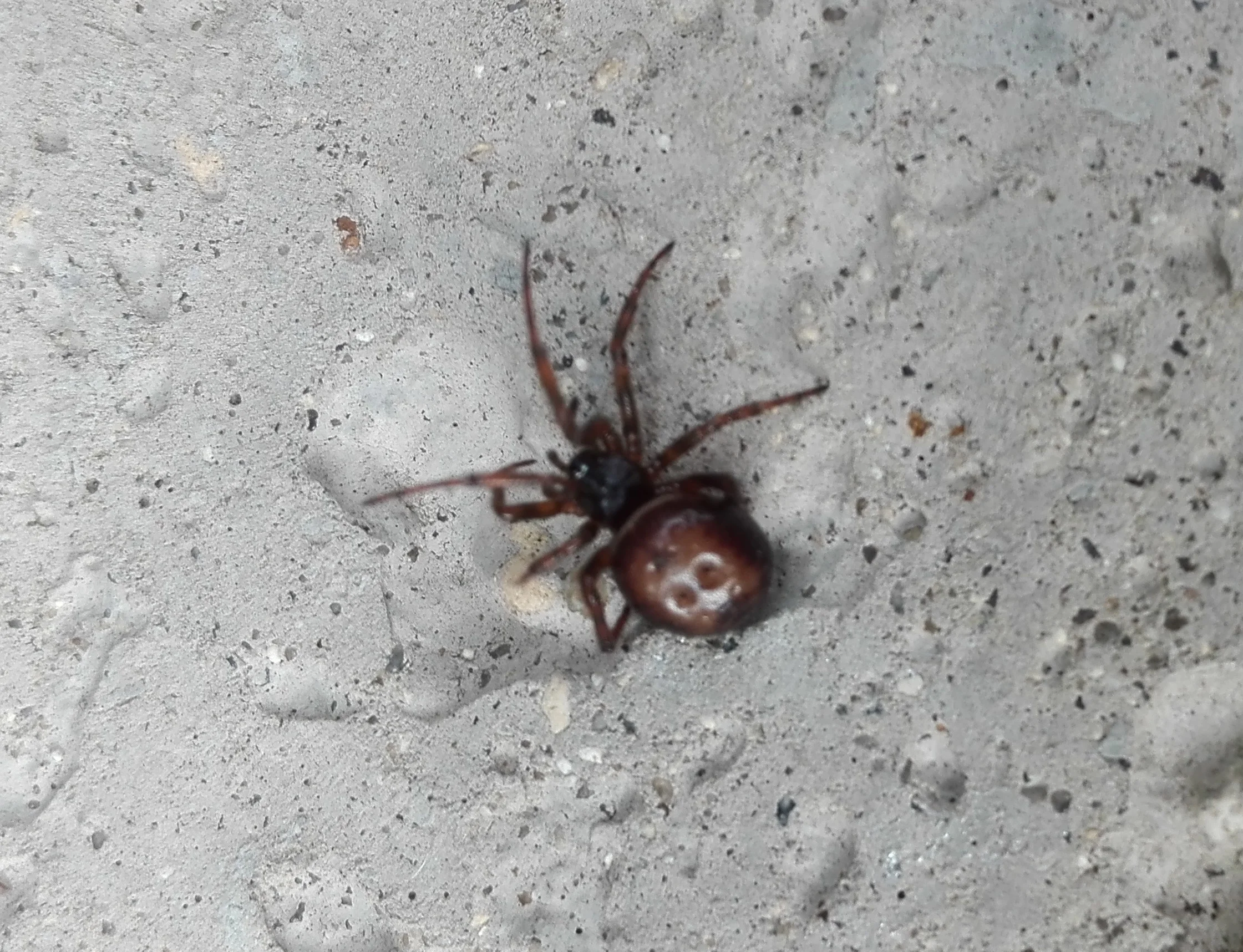337 Rabbit-hutch Spider (Steatoda bipunctata)