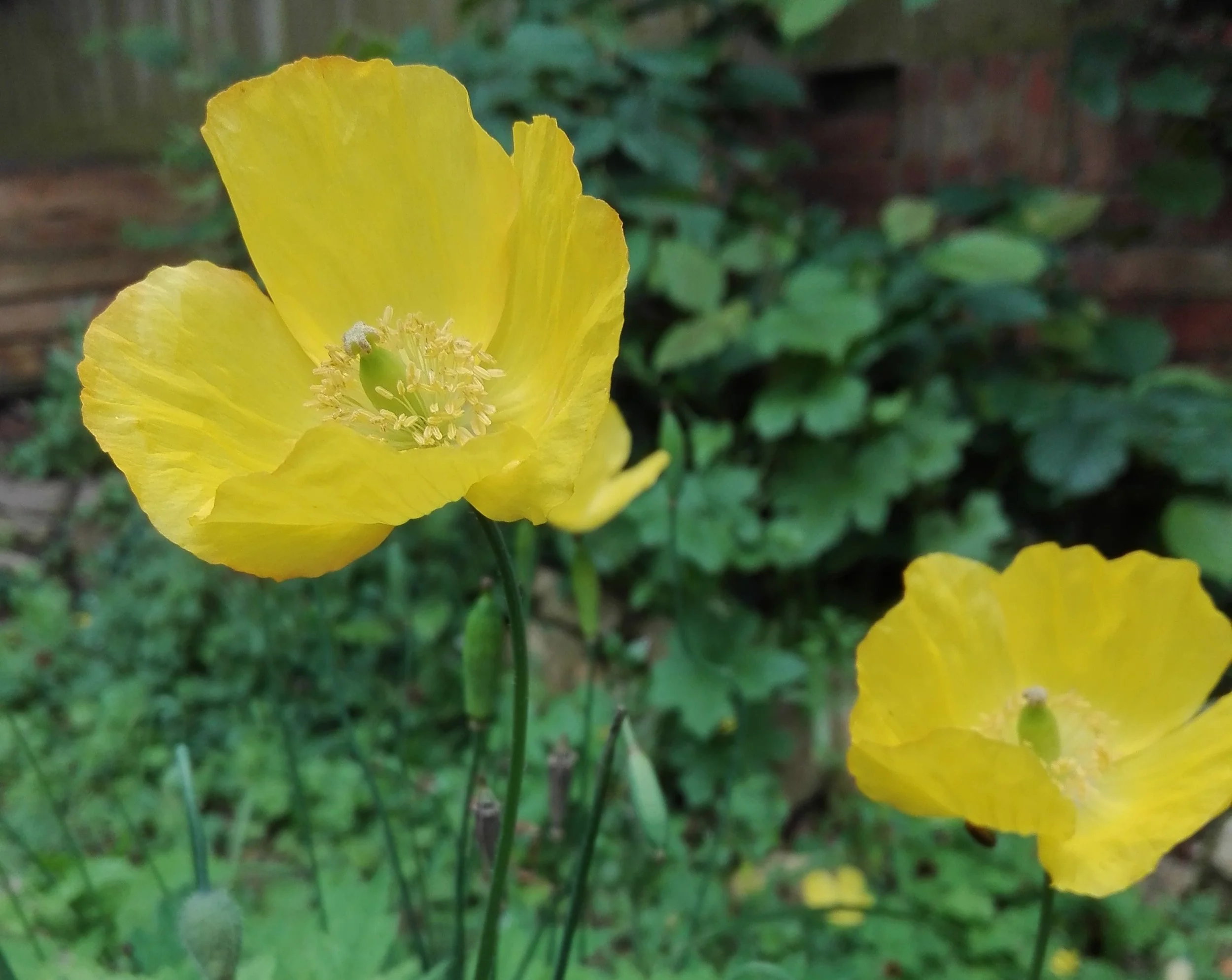 #45 Welsh Poppy (Meconopsis cambrica)